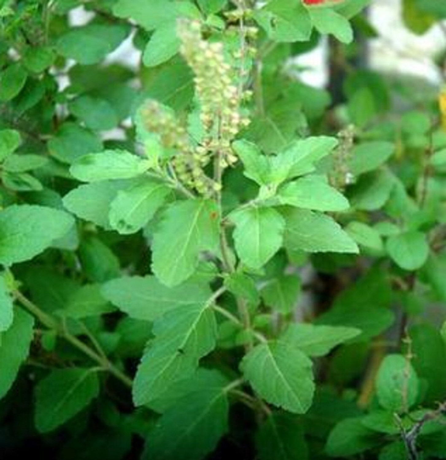 Image of SUWAMABACHI Tulsi Plant sapling