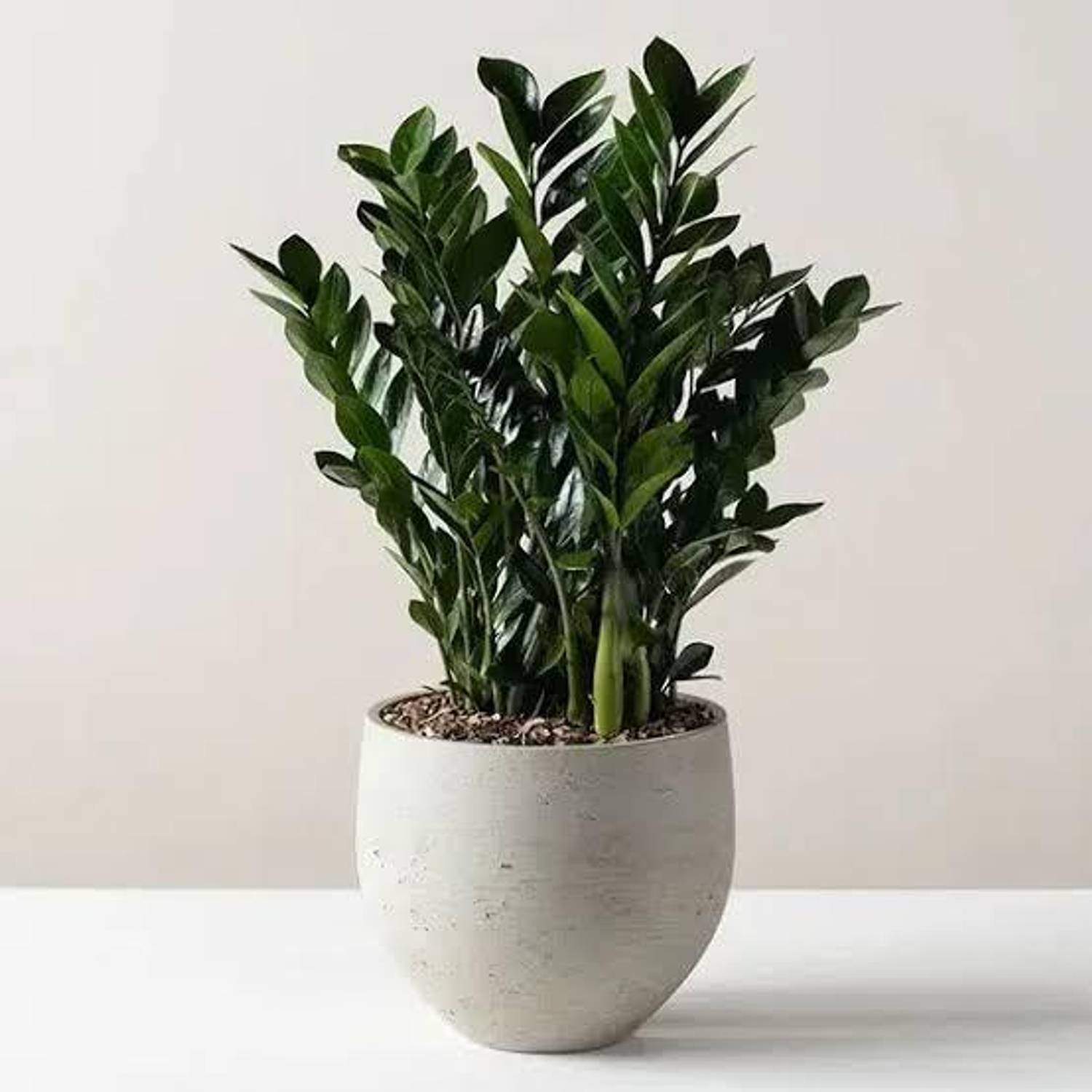 PETALandLEAF ZZ Plant Price in India - Buy PETALandLEAF ZZ Plant