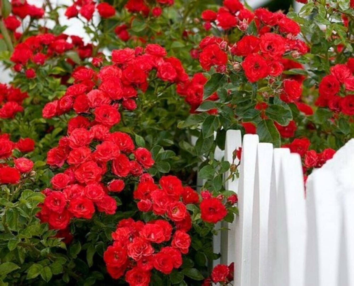 Ugalo Rose Plant Price in India - Buy Ugalo Rose Plant online at