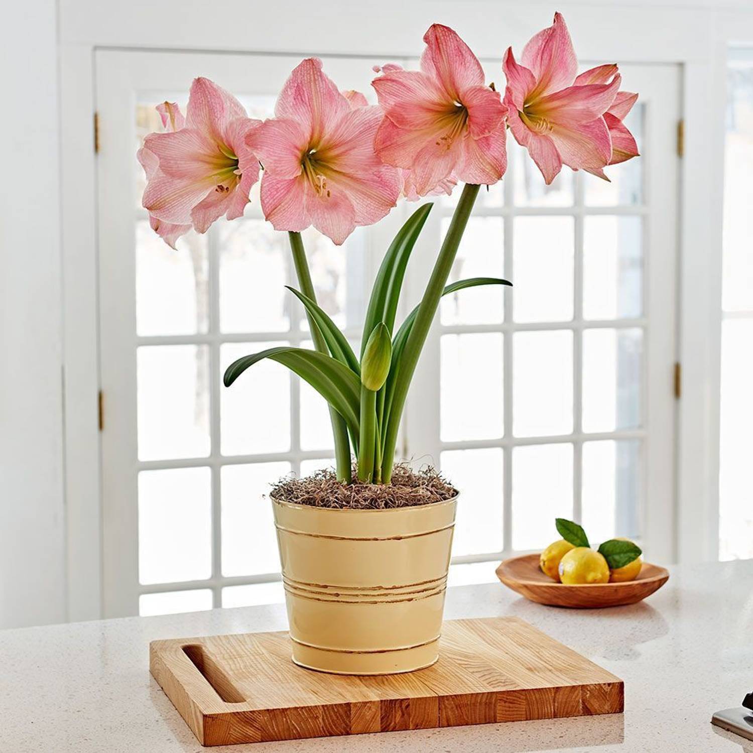 lily_Sa出品！ SSSB LIVE PLANT Lily Plant Price in India - Buy SSSB LIVE PLANT