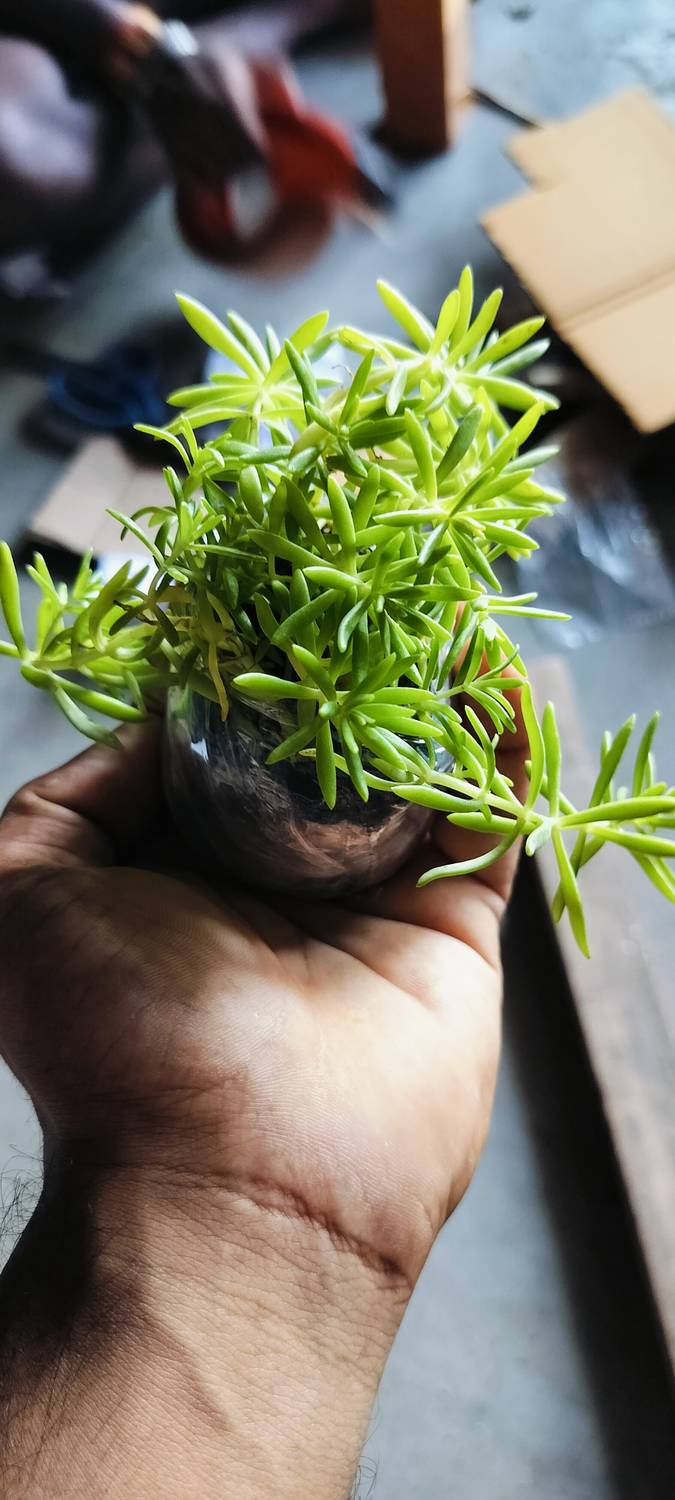 no-perennial-yes-rosemary-