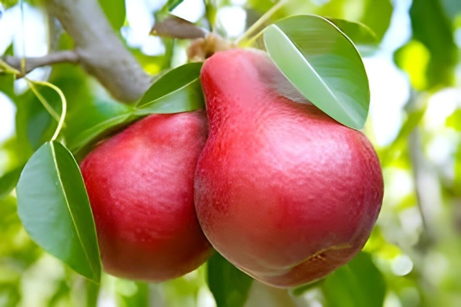 Image of PAJUSDYASI Pear Plant sapling