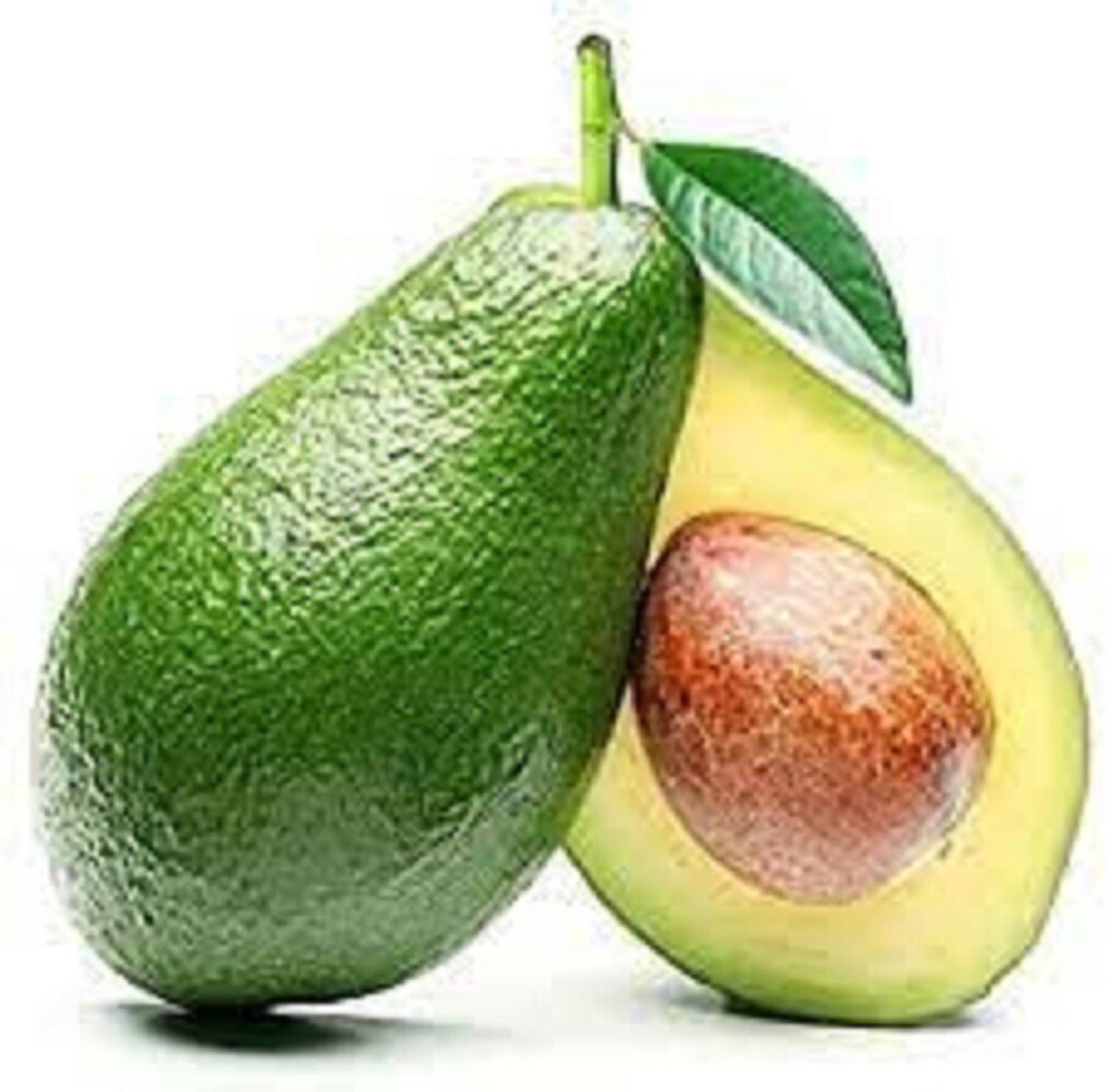 AquinnahGaden Avocado Plant  sapling