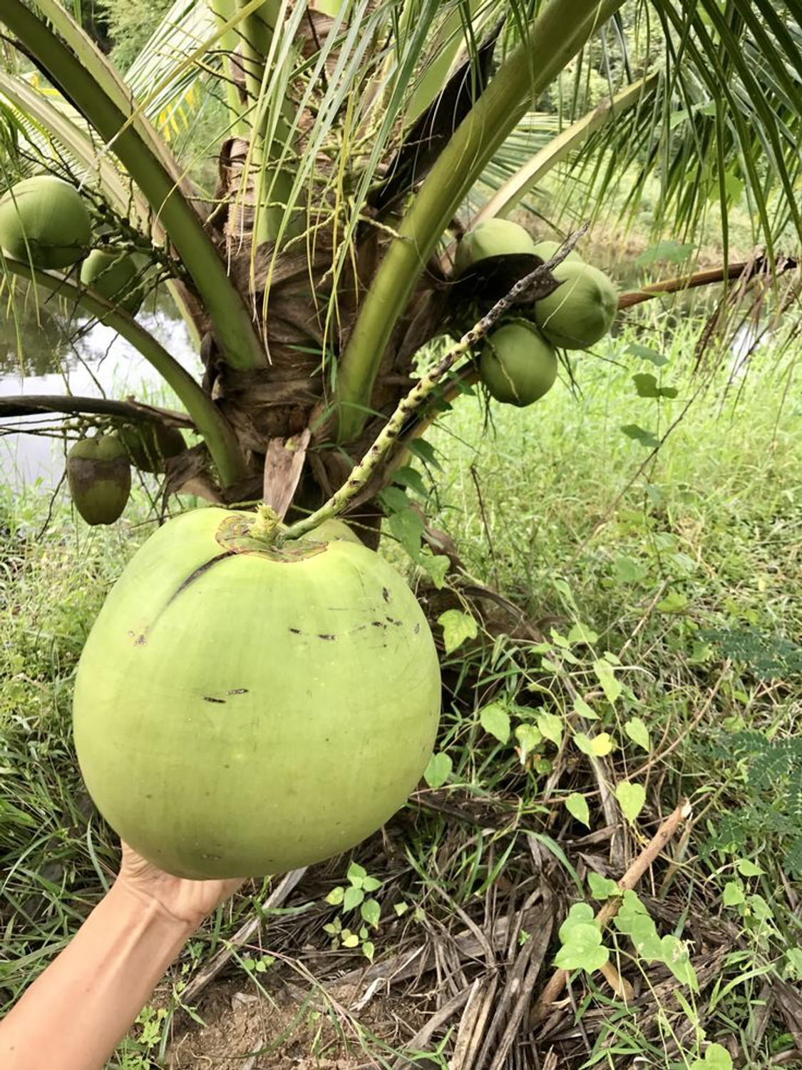 Image of ZivoGreen Coconut Plant sapling