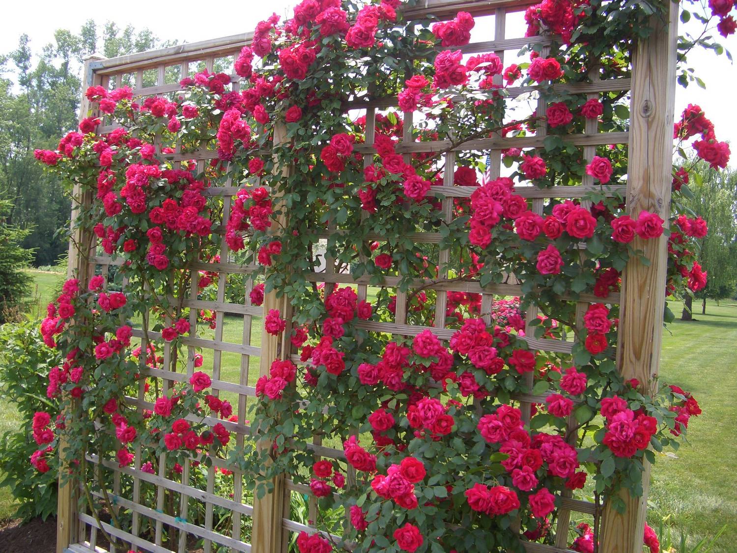 PlantsMart Rose Plant Price in India - Buy PlantsMart Rose Plant