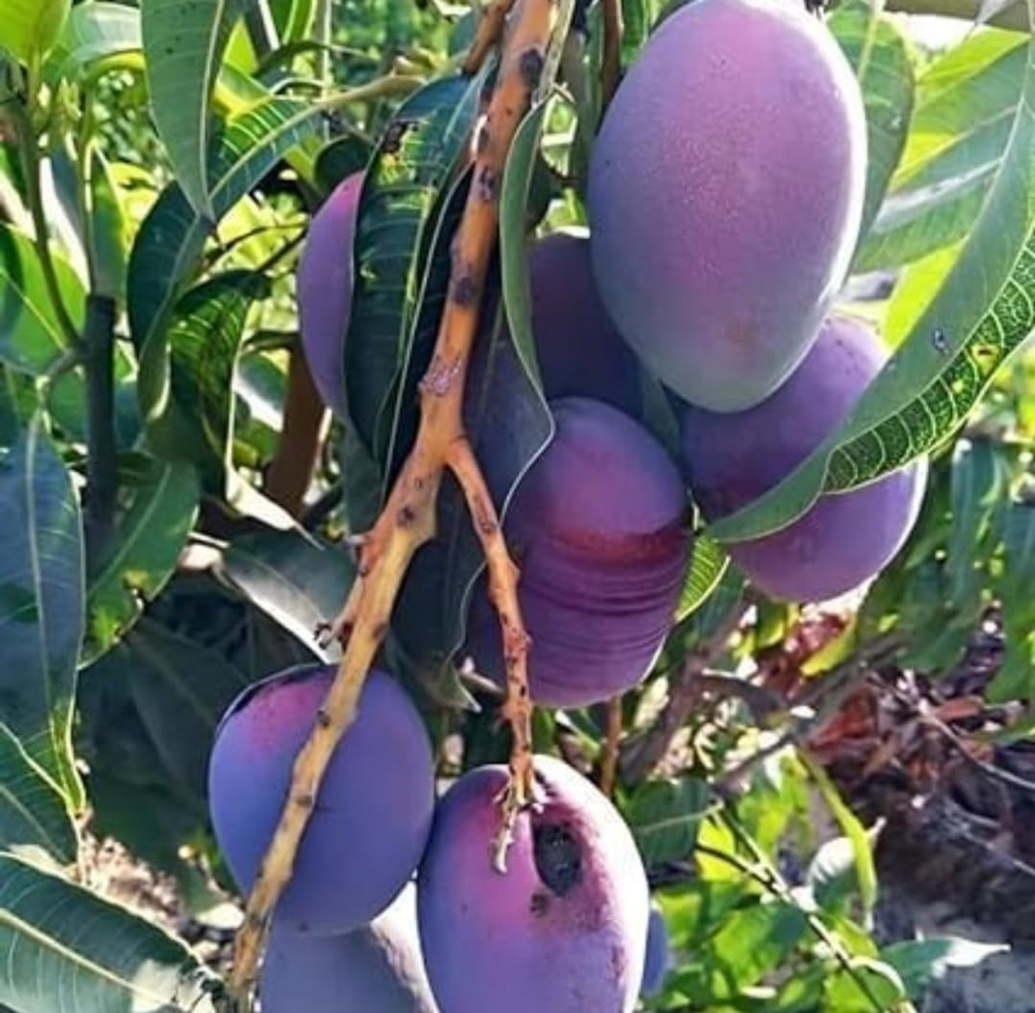 Image of Miyazaki Mango Plant sapling
