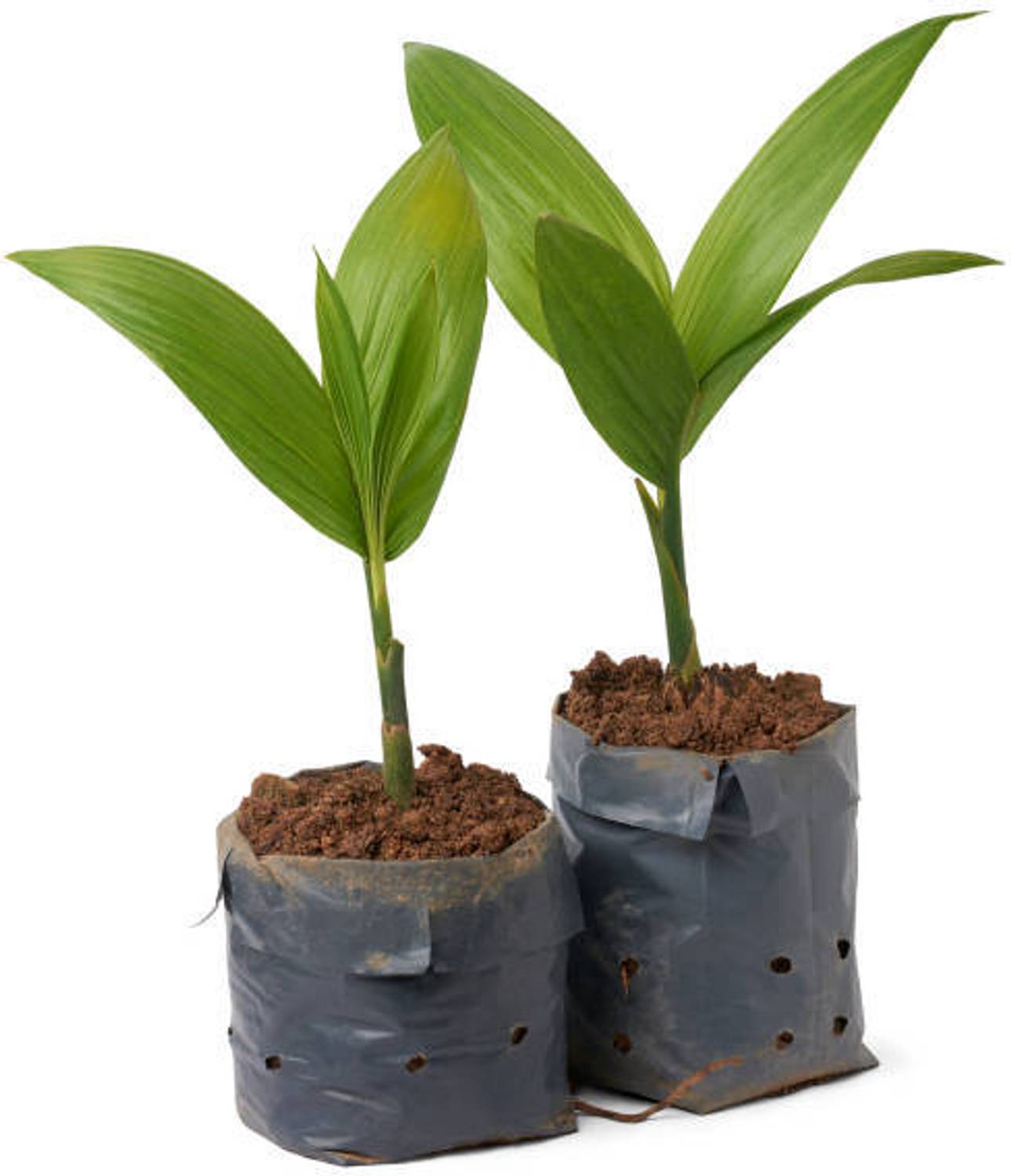 Arlo Betel Nut/Supari Plant sapling