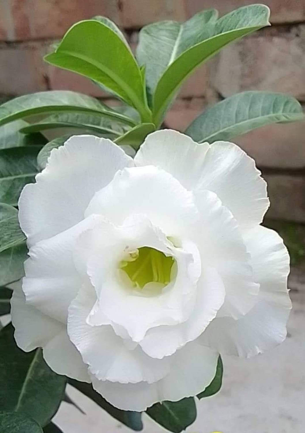 ADENIUM GRAFTED Adenium Plant sapling