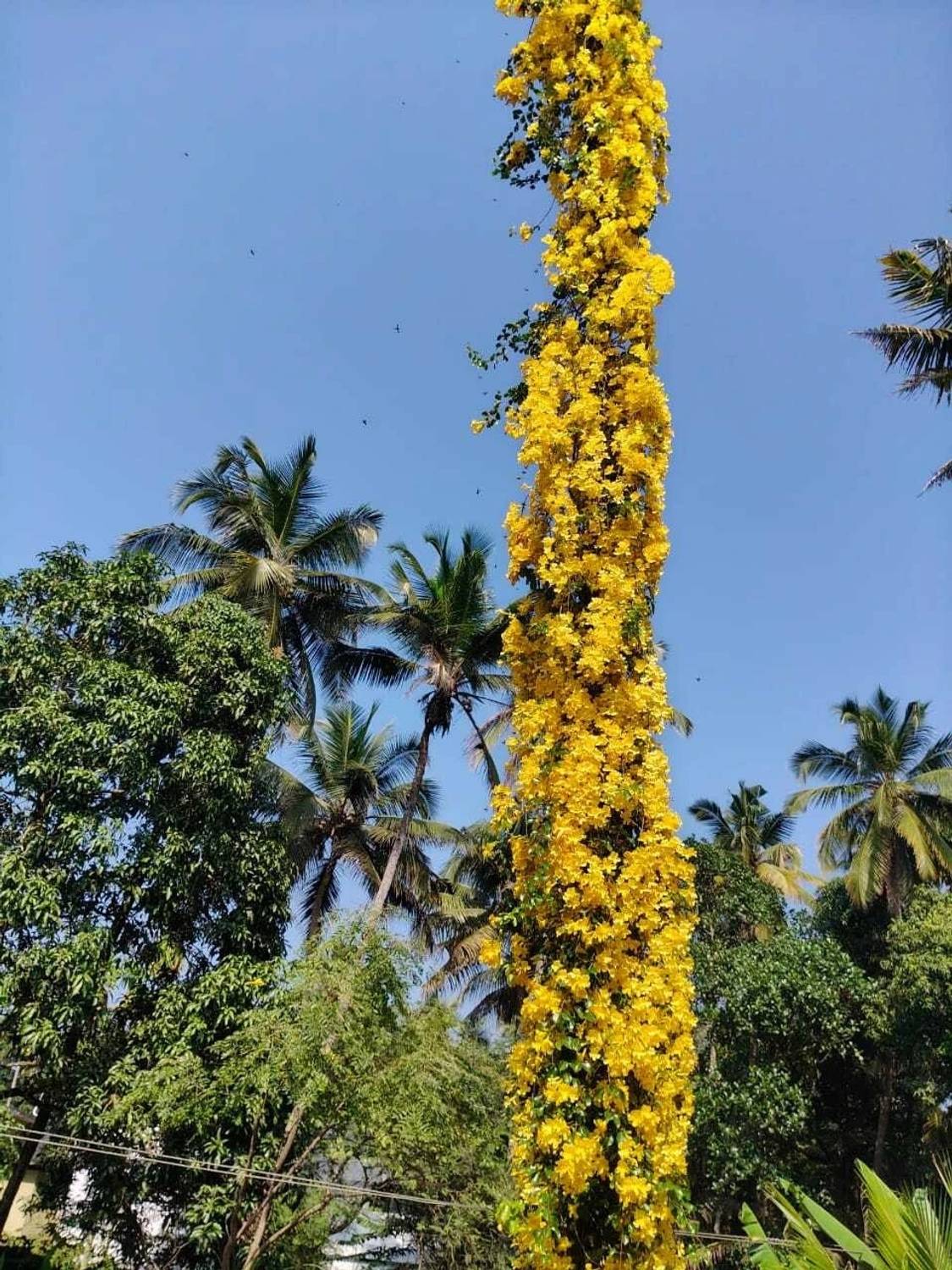 Hithaishi blooms Cat's Claw Plant Price in India - Buy Hithaishi