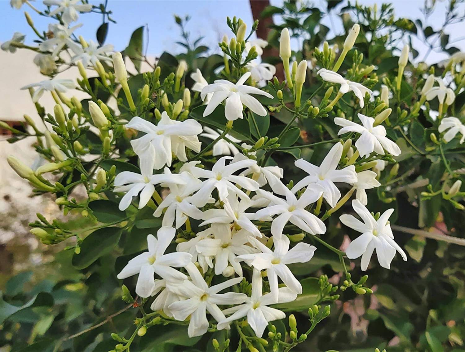 CHILLATAI Jasmine Plant  sapling