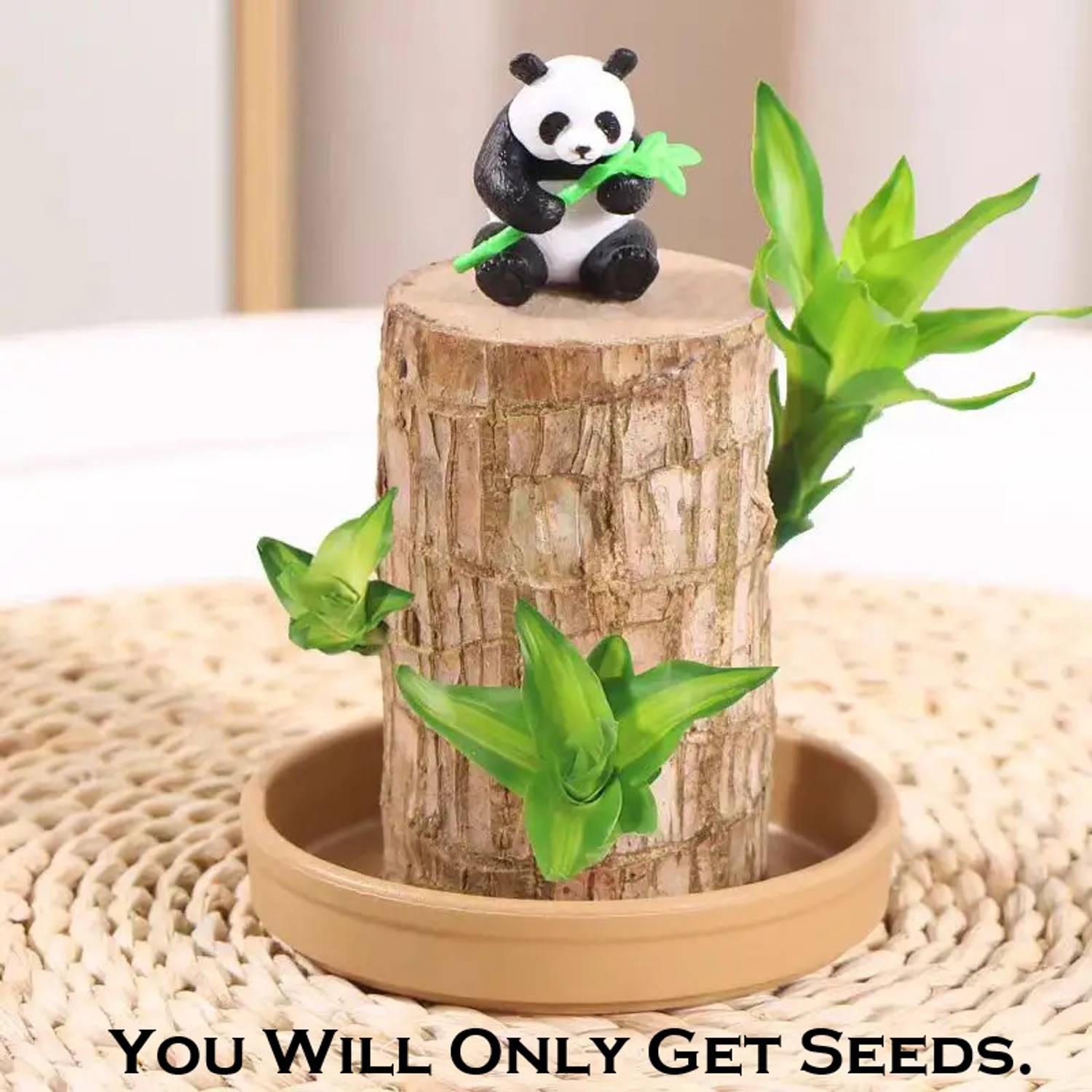 AloneFit Mini Brazalian wood sapling