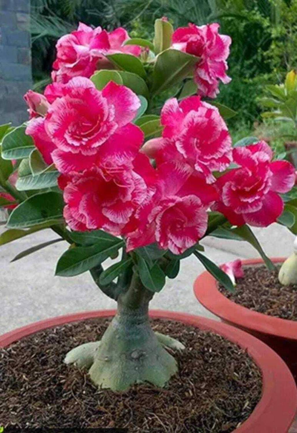 Biswas Bloom Brazilian Wood, Bamboo Palm Plant, Succulents Plant  sapling