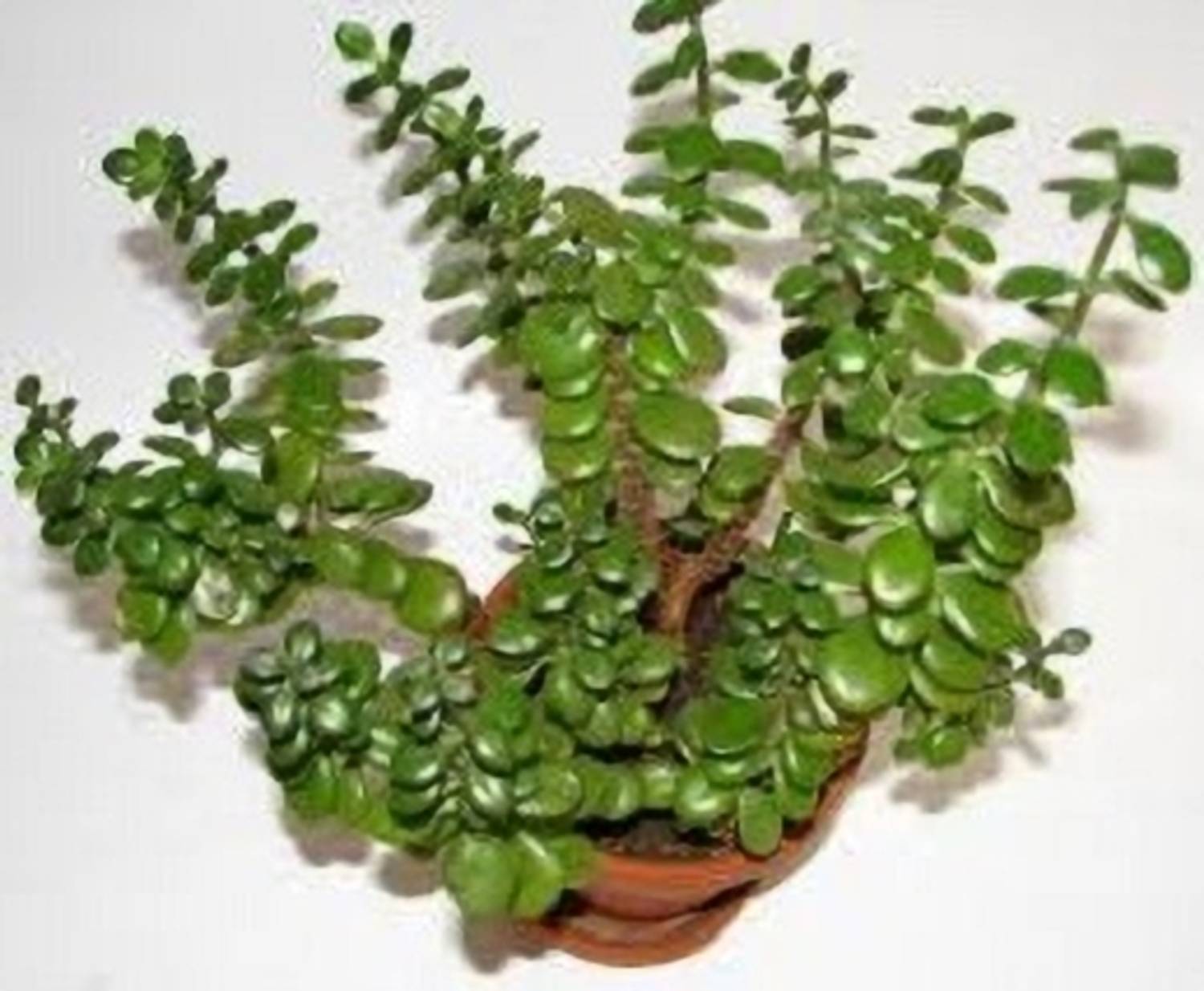 AICHPLANTSEED Jade Plant sapling