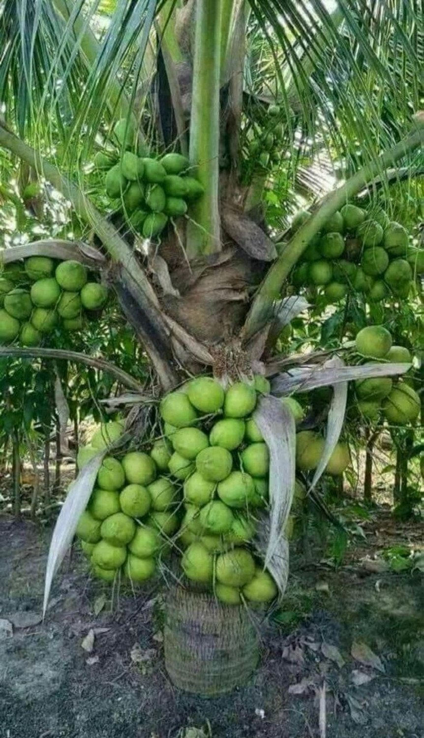Image of ZivoGreen Coconut Plant sapling