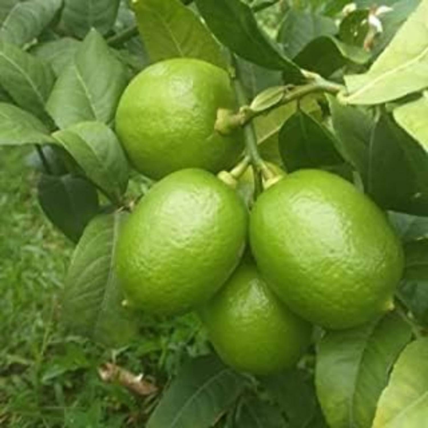 BerryBreeze Lemon Plant sapling