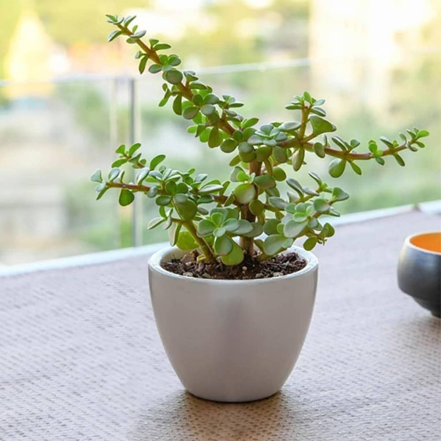 花 Rebirth KTPLANTS ZZ Plant Price in India - Buy KTPLANTS ZZ Plant online at