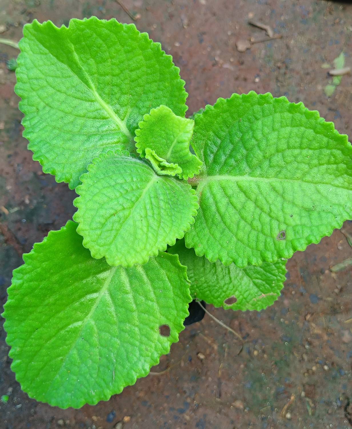 Anurajplants Ajwine Plant, Ajwain Plant, Mexican Mint Plant, Mexican Mint Variegated Plant  sapling