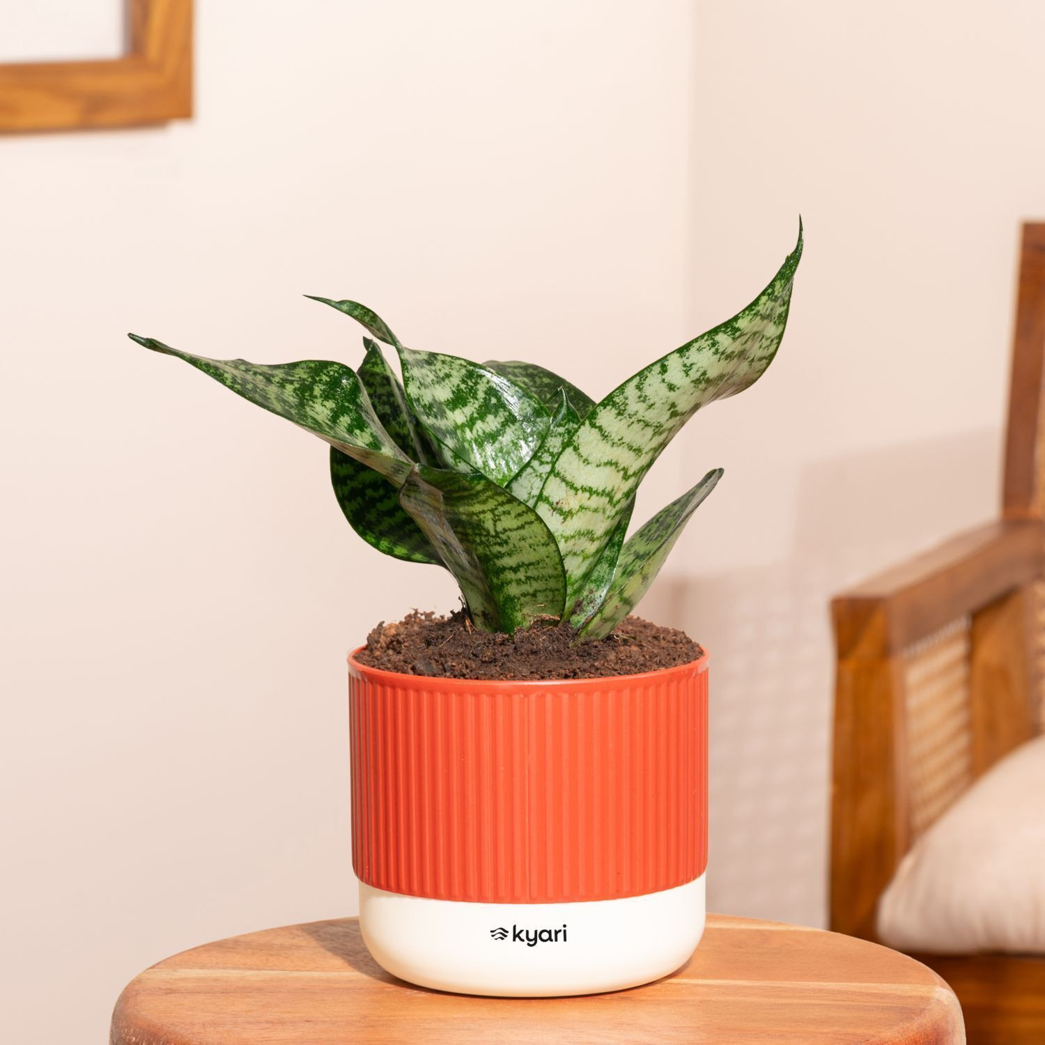 Image of Kyari Green Sansevieria Snake Plant