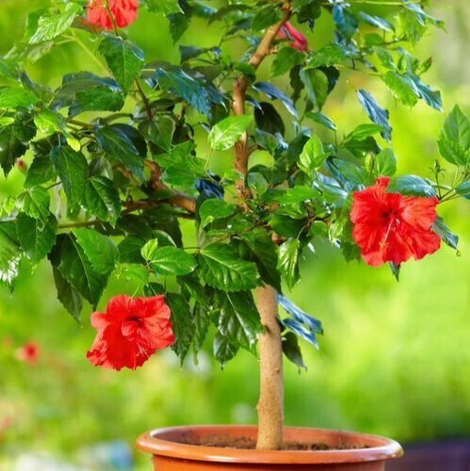 Image of Cloud Farm Hibiscus Plant sapling