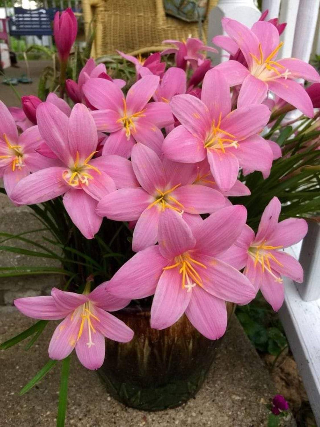LILY Lily Plant Price in India - Buy LILY Lily Plant online at
