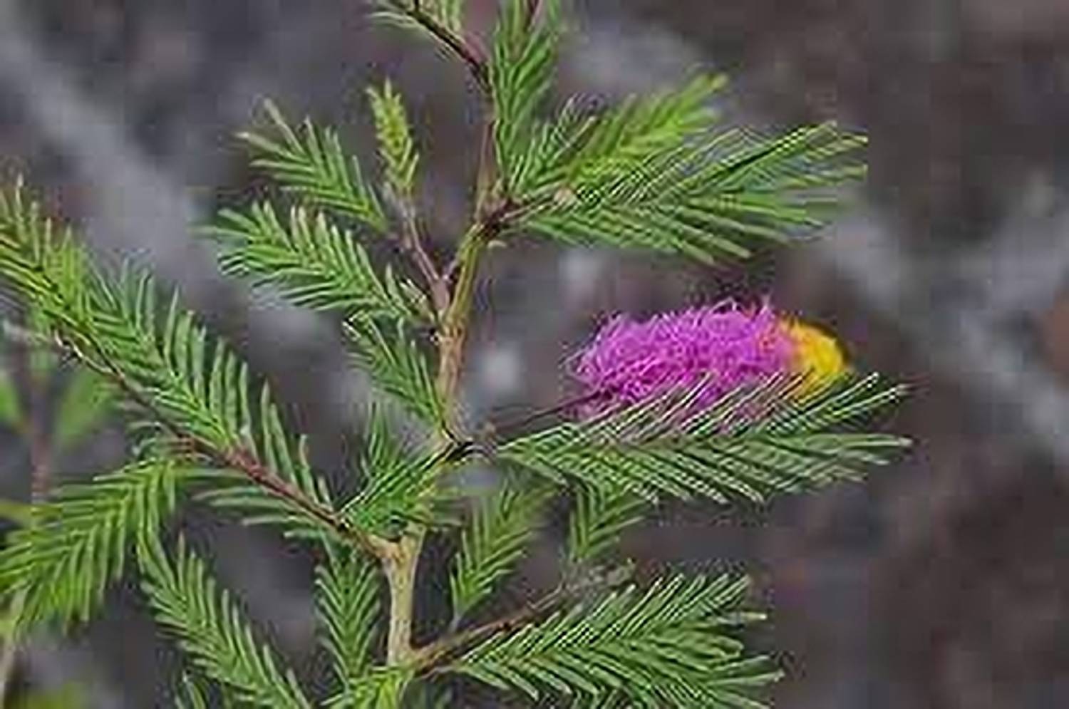 AICHPLANTSEED Shami/Jand Plant sapling