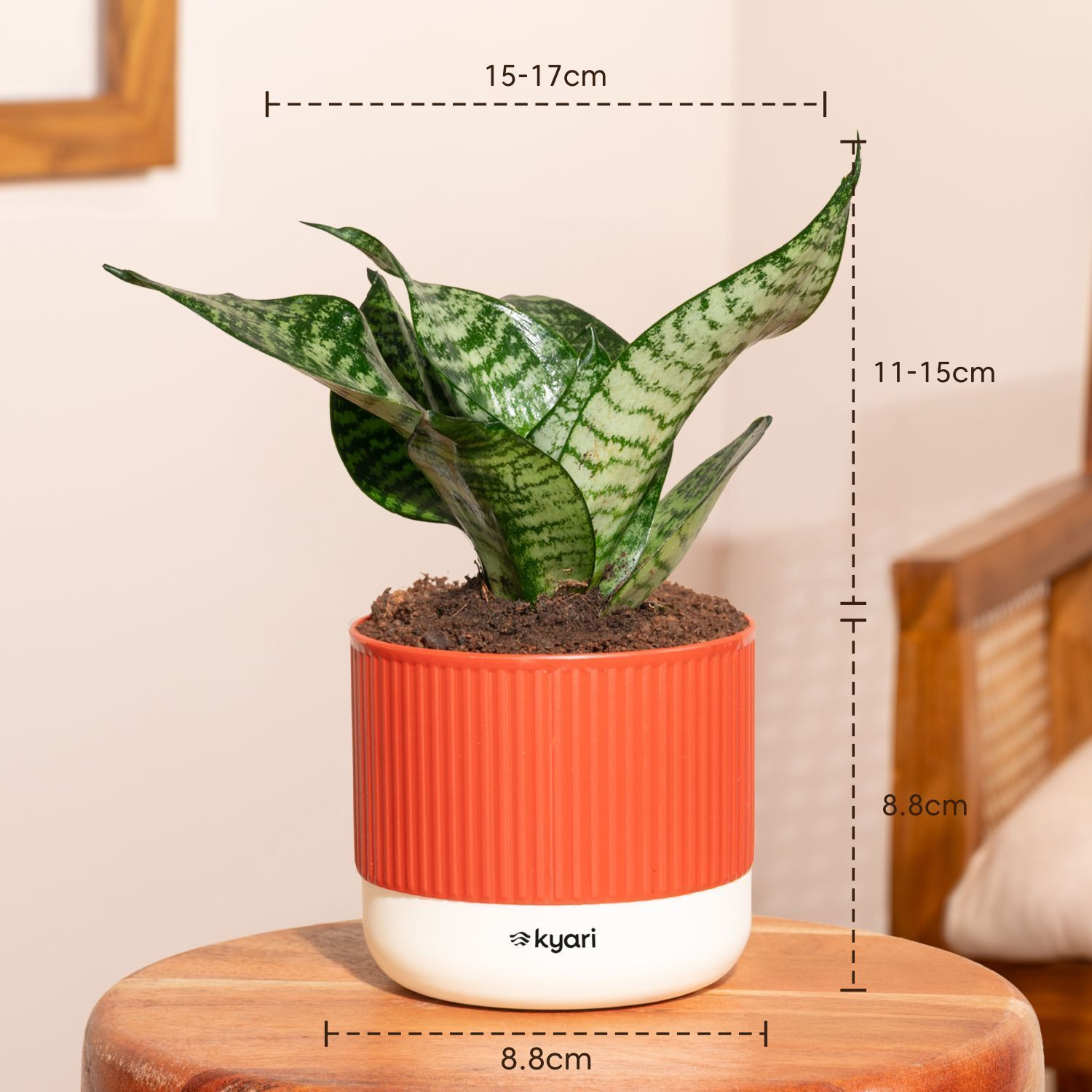 Image of Kyari Green Sansevieria Snake Plant