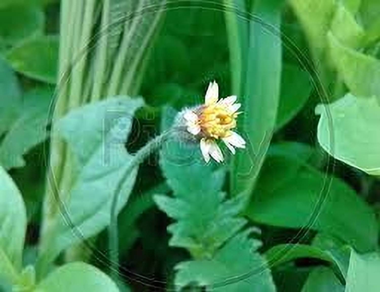 ABEFARIYA Bhringraj Plant