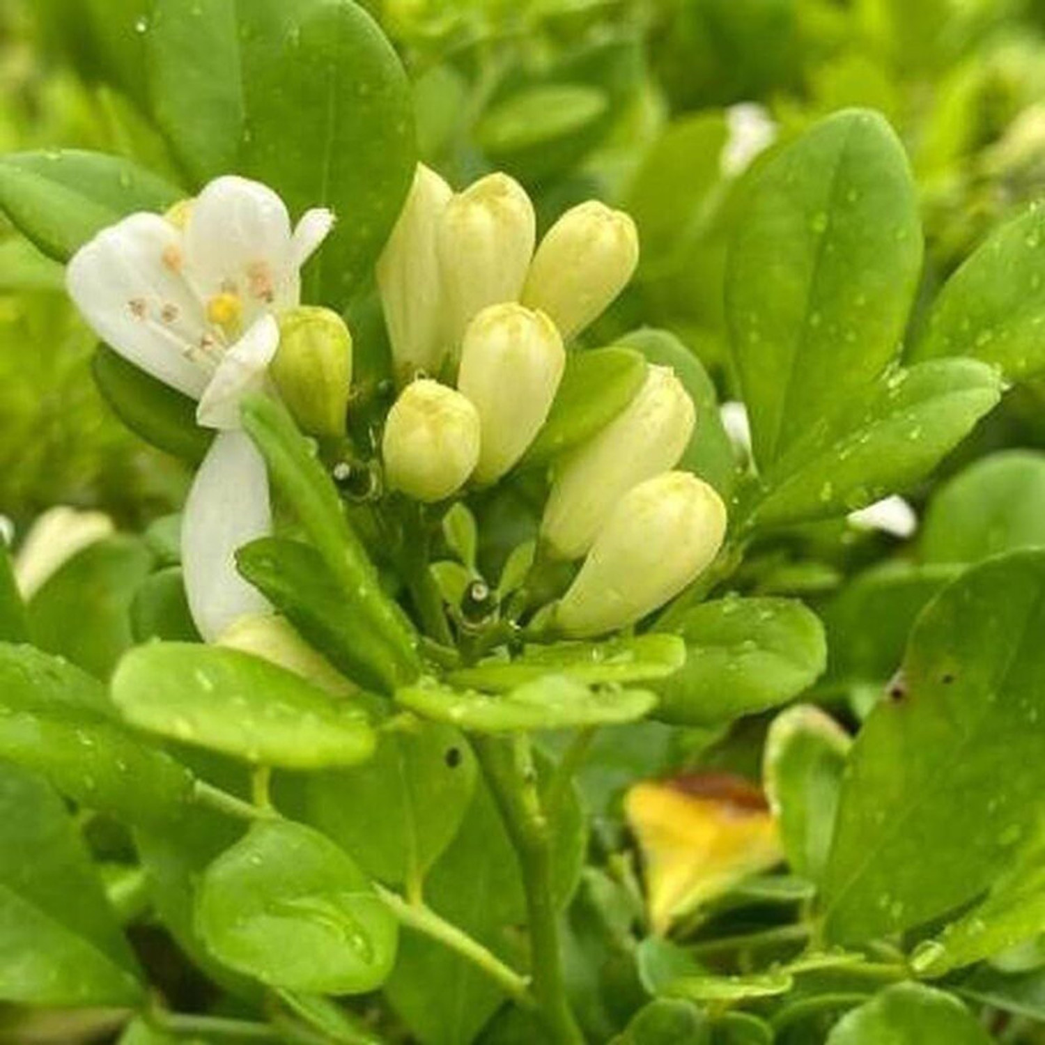 Image of FELCHARIES Madhu Kamini Plant