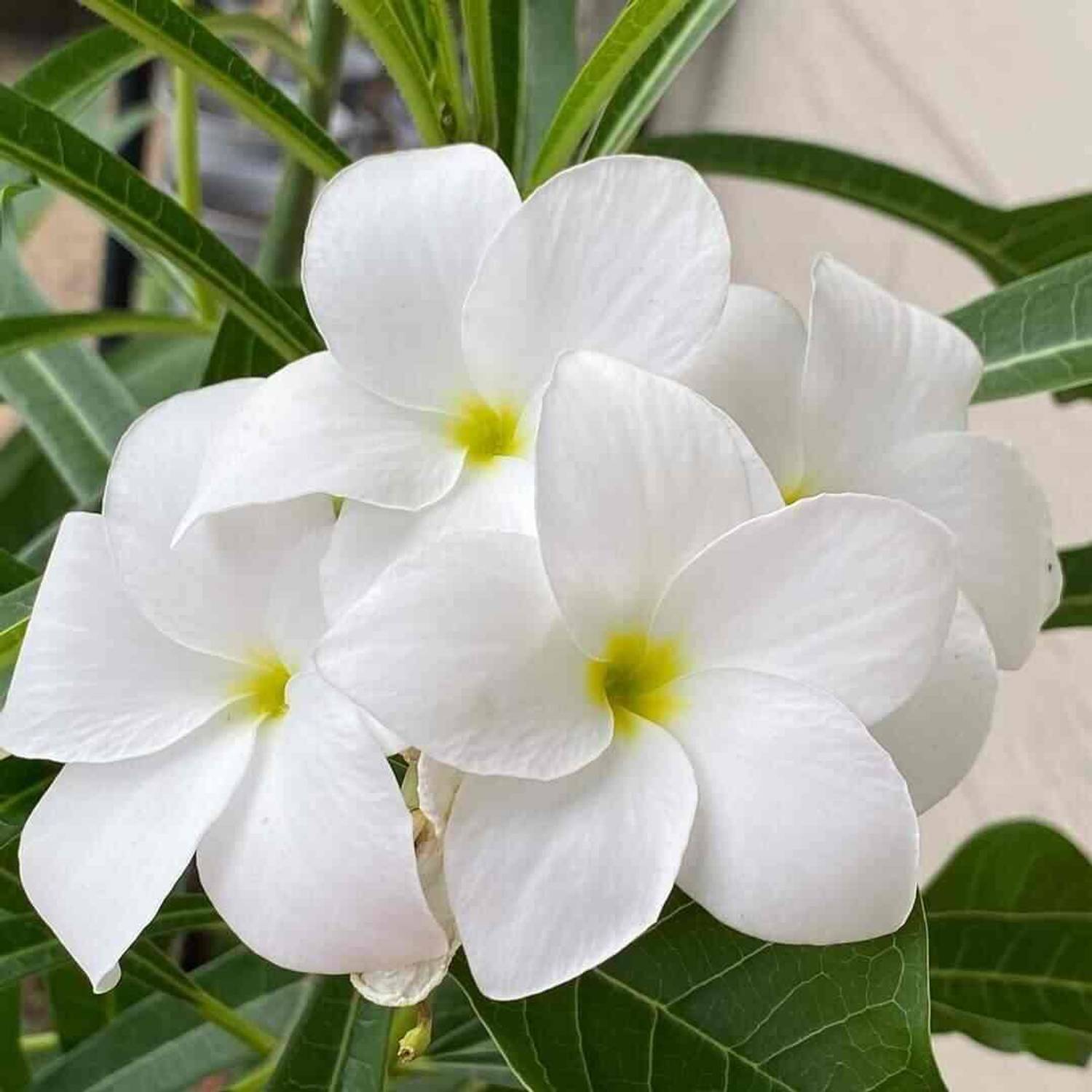 AMIT STORE Plumeria Plant  sapling