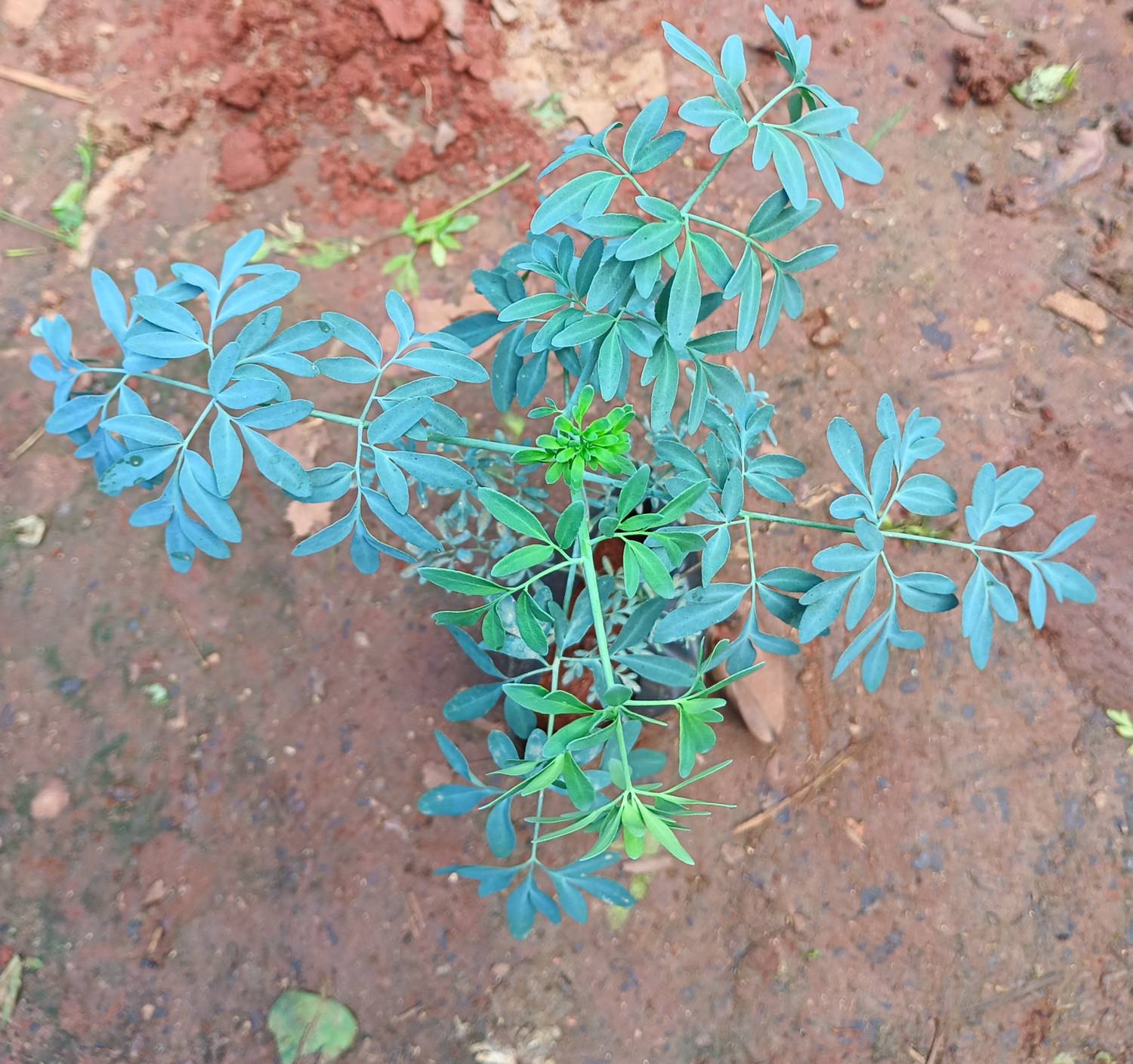Anurajplants Common Rue Plant  sapling
