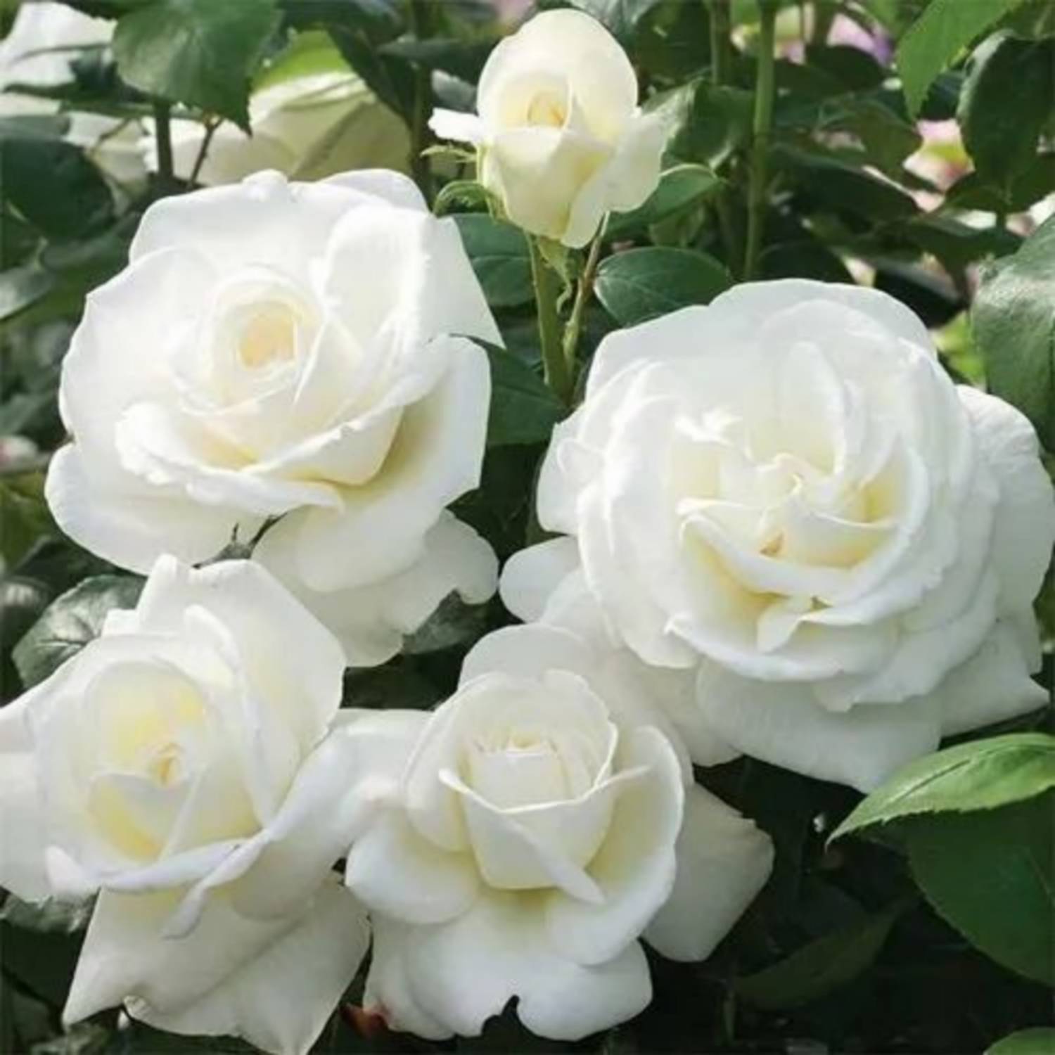 ABC Rose Plant sapling