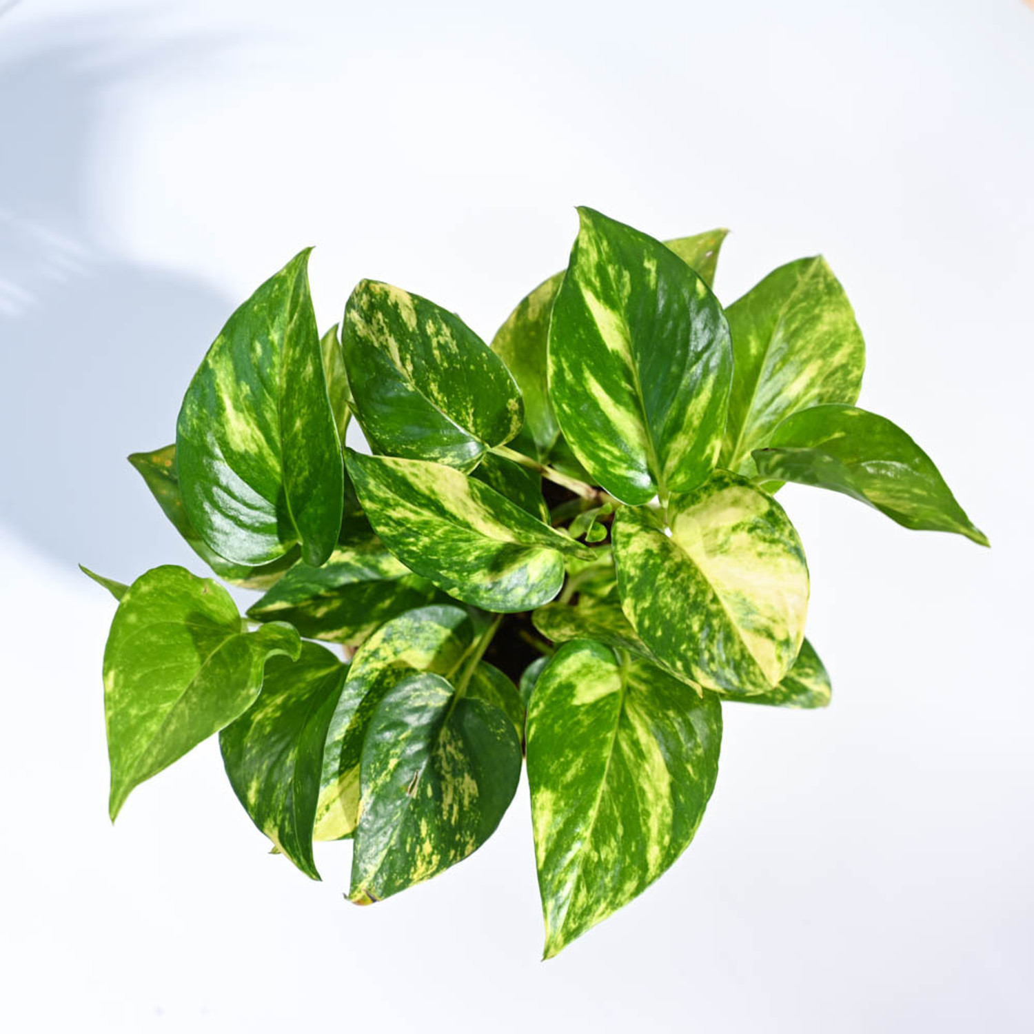 Image of UGAOO Variegated Money Plant sapling