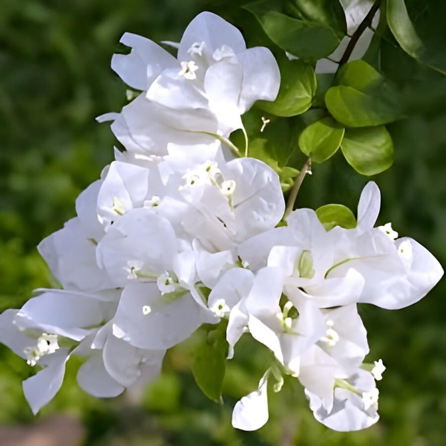 Image of PAJUSDYASI Bougainvillea Plant sapling