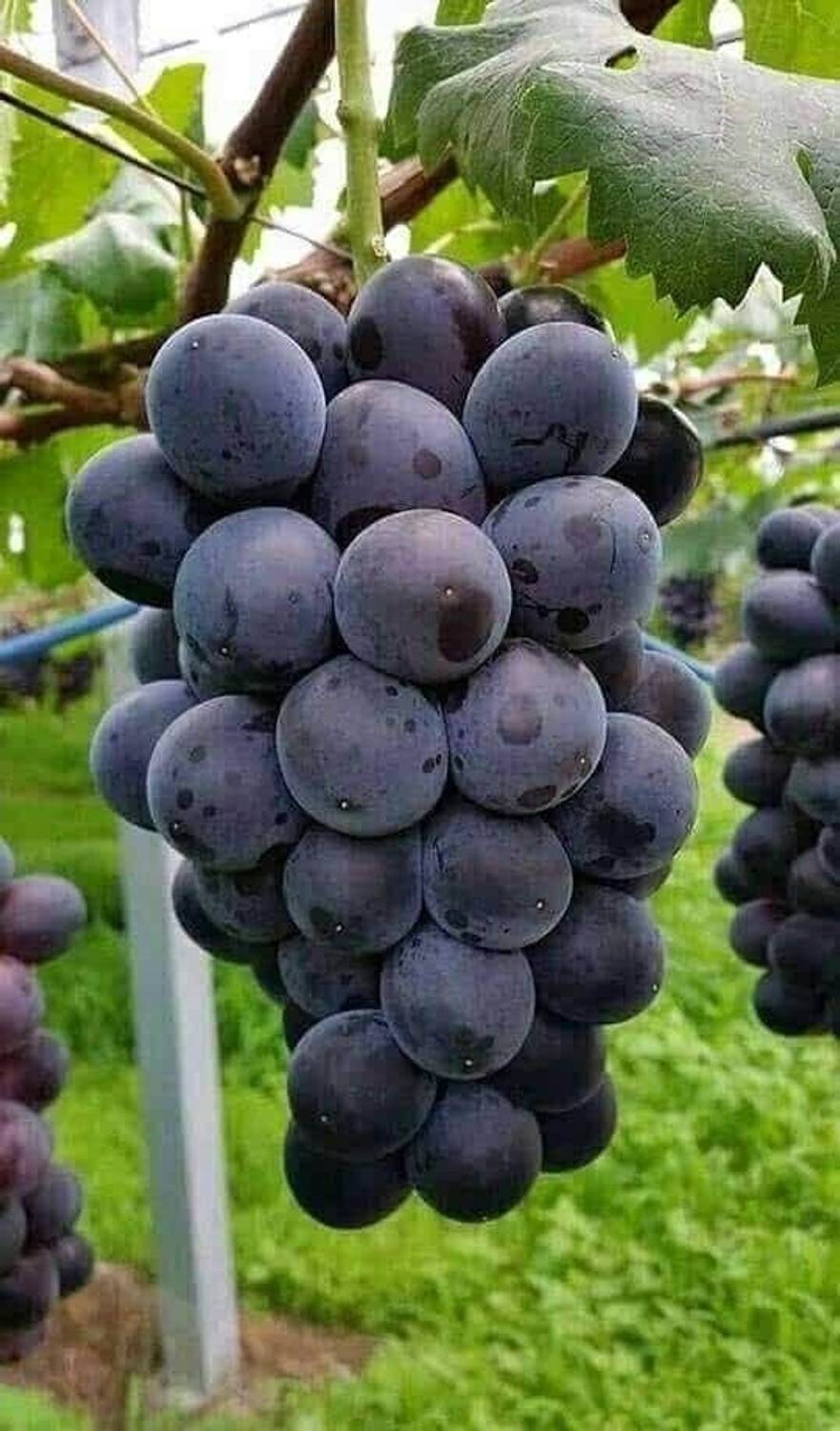Ariya Grapes Plant sapling