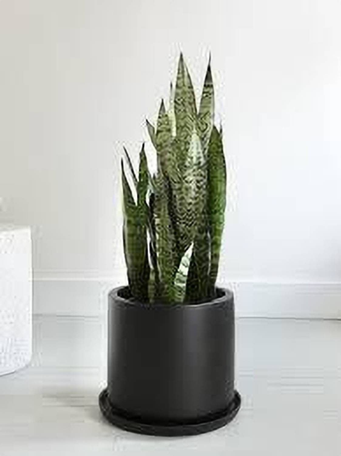 ABEFARIYA Snake Plant  sapling