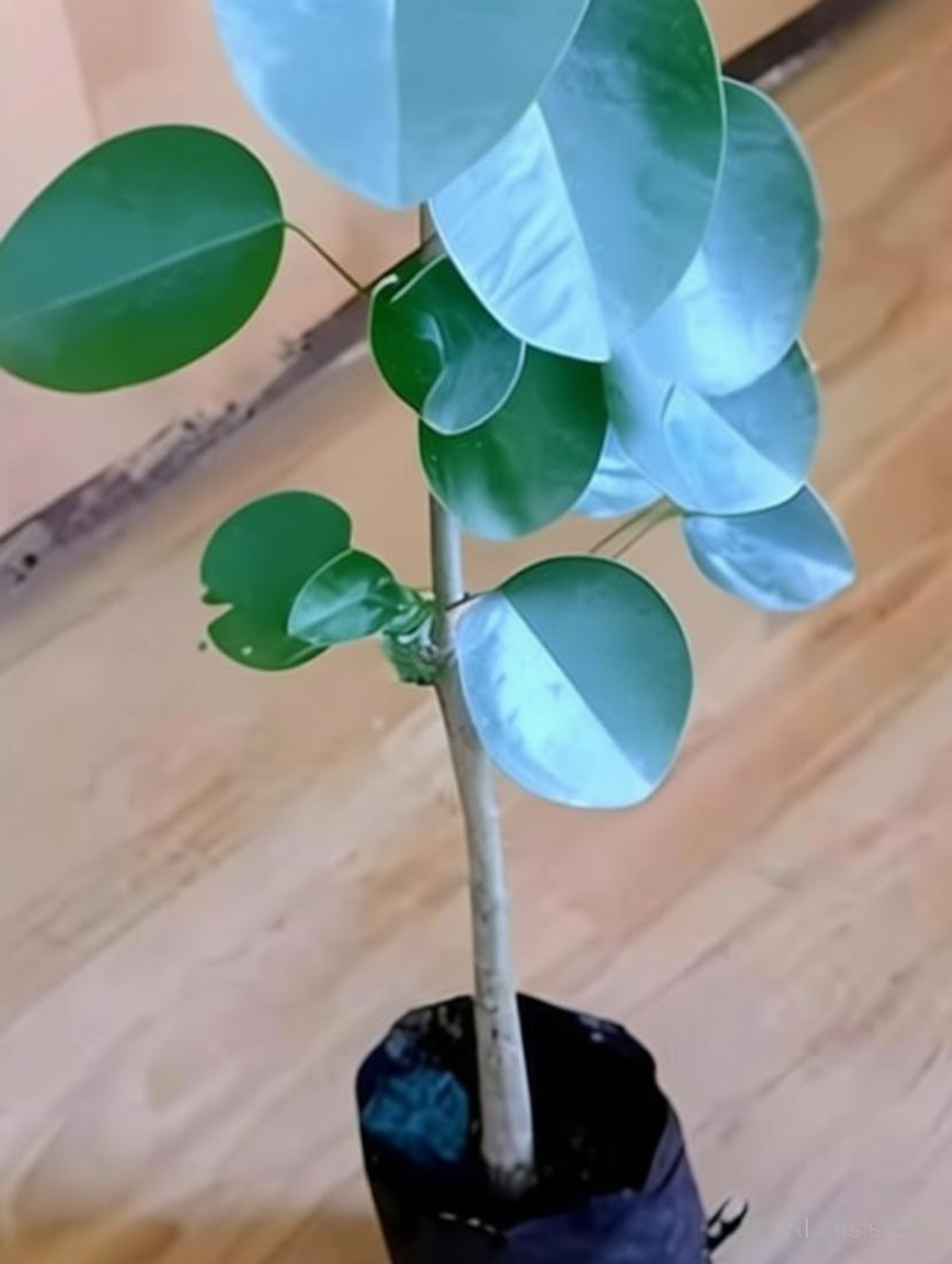 Image of SHREYAGREEN Red Sandalwood Plant sapling
