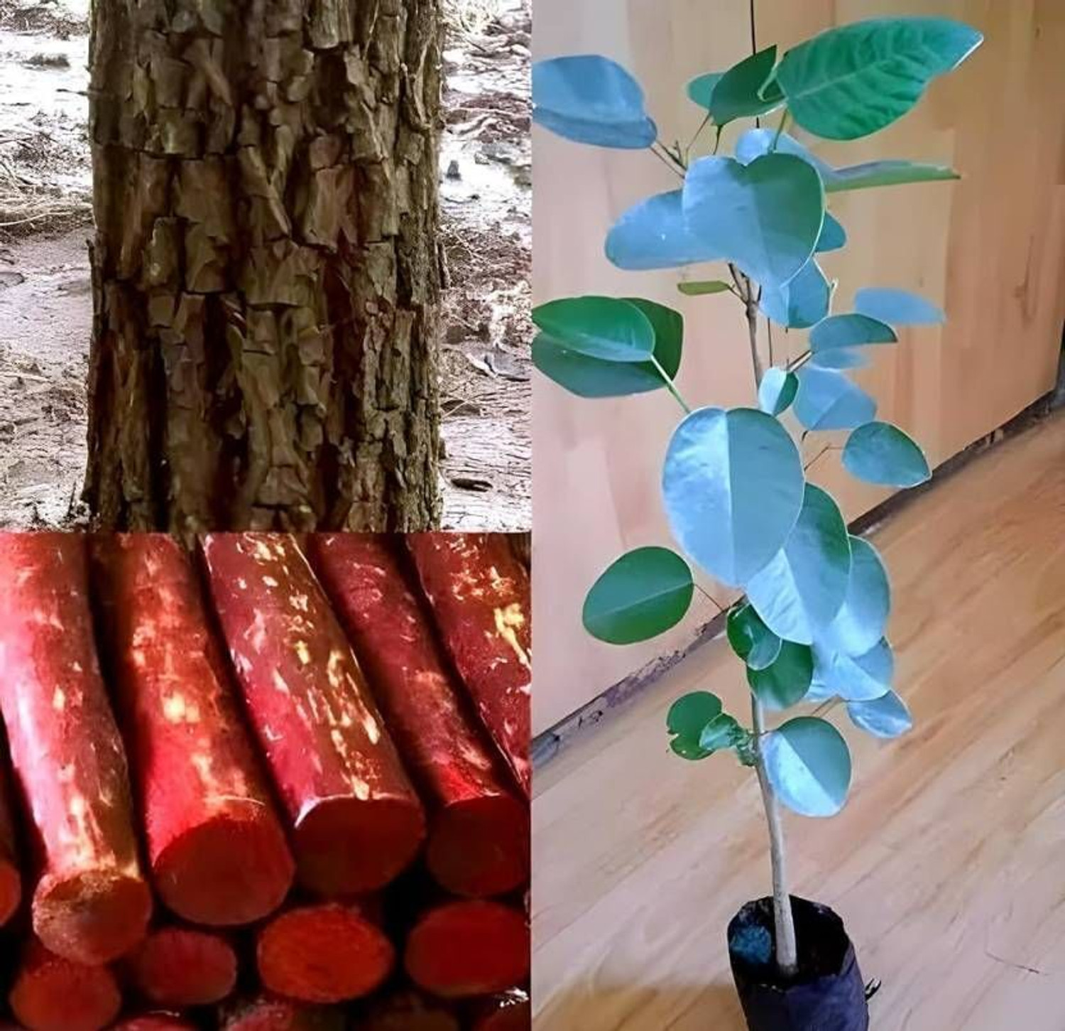 Image of SHREYAGREEN Red Sandalwood Plant sapling