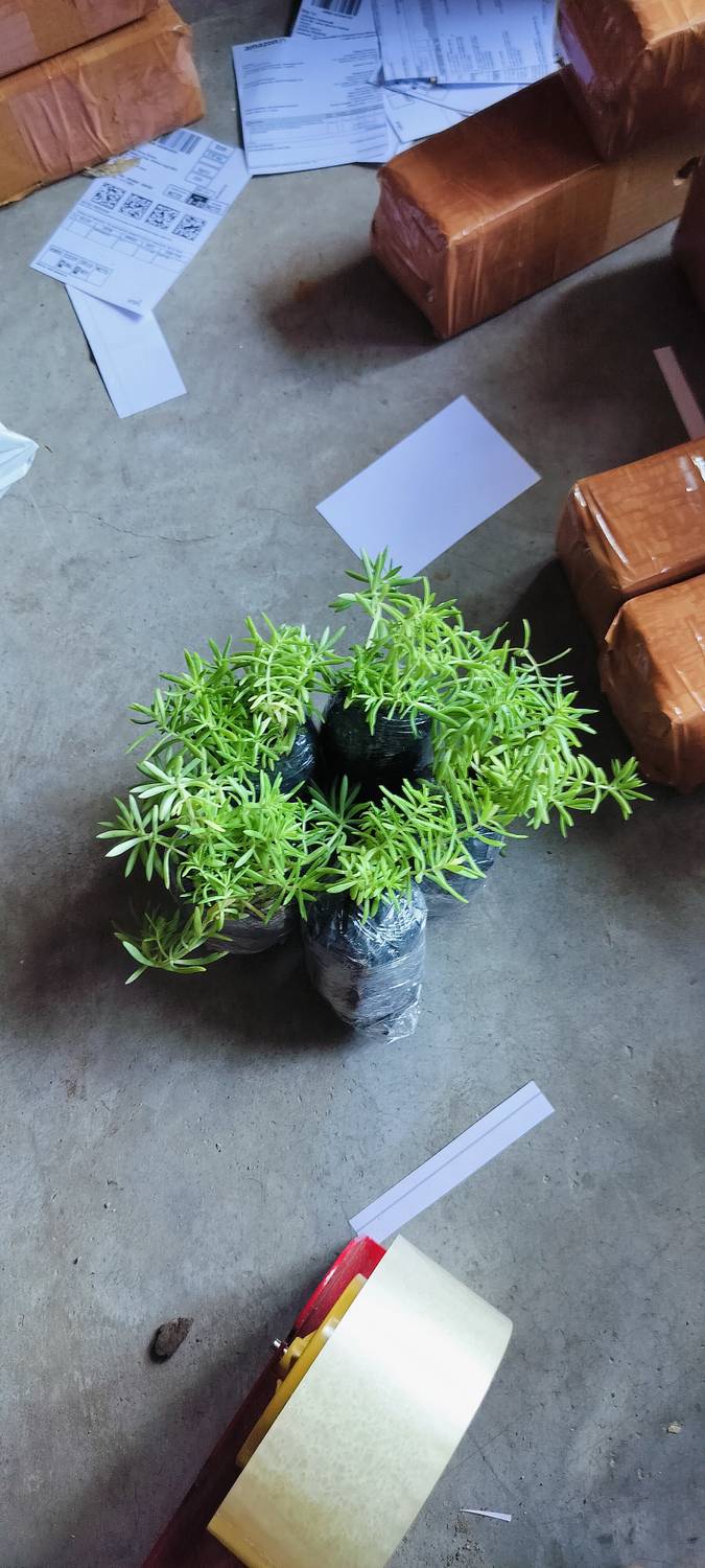 Jayanti global Rosemary Herb Plant Price in India - Buy Jayanti