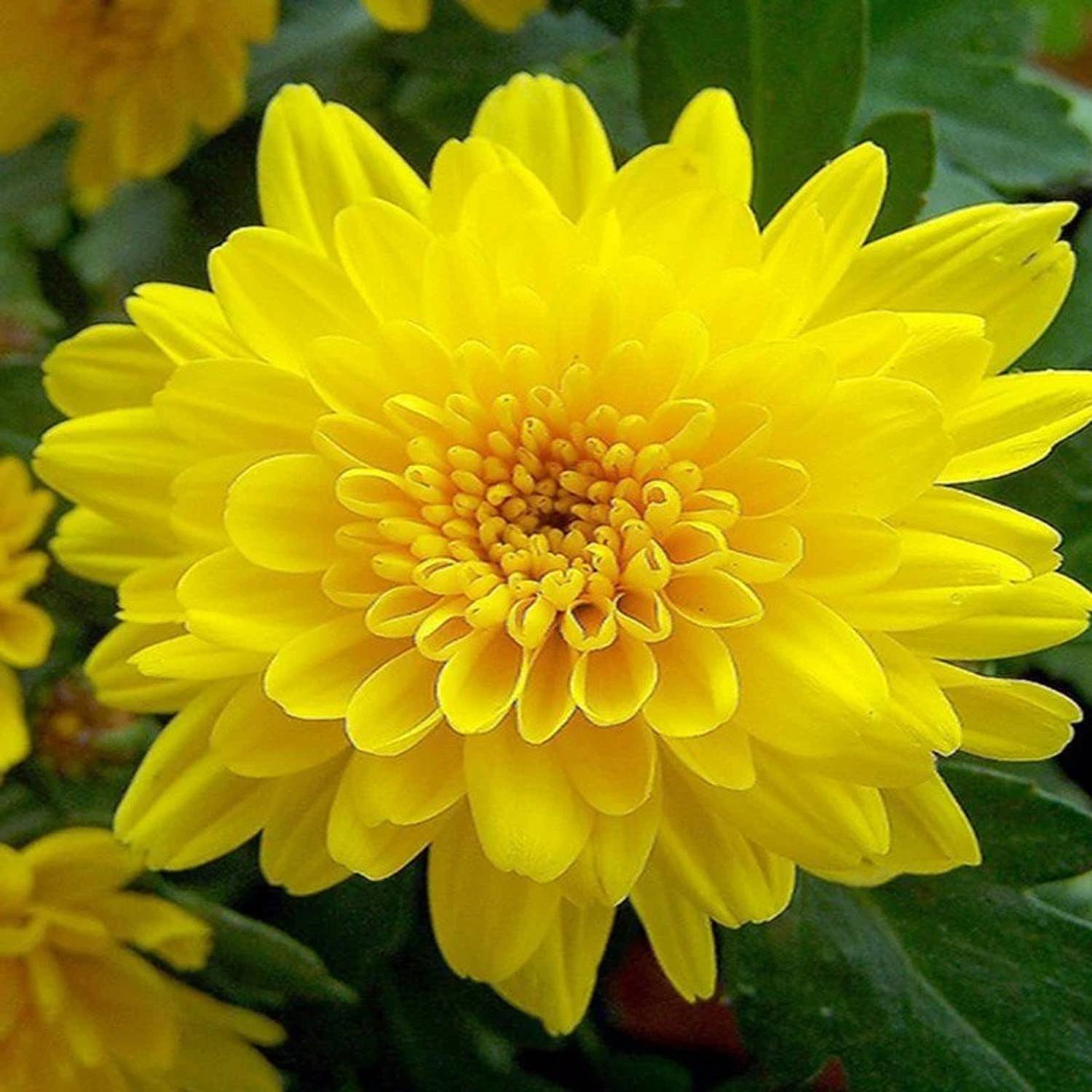 ALOCHUZ Chrysanthemums/ Guldavari Plant  sapling