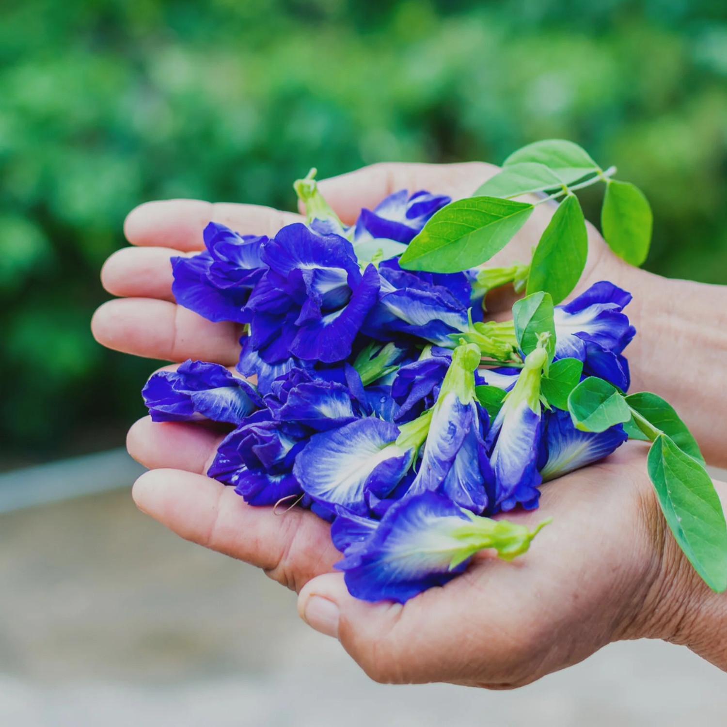 Image of GREENLEAVESSHOP Aparajita / Butterfly Pea Plant sapling