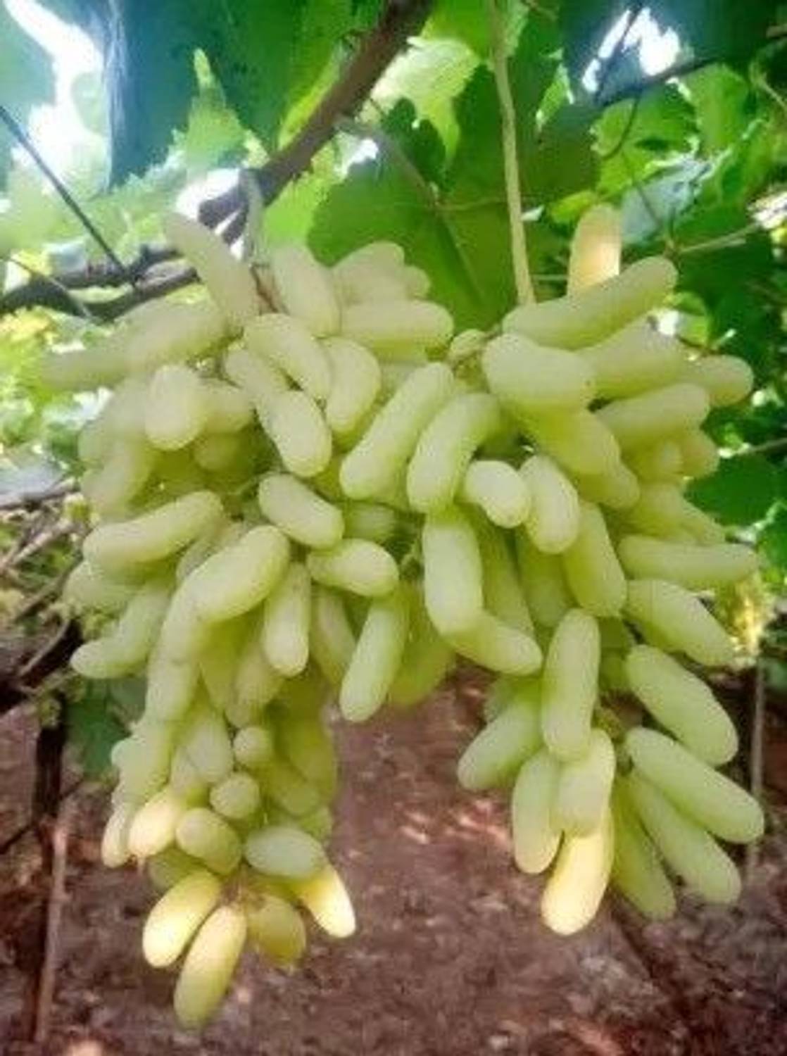 Adrita Grapes Plant  sapling