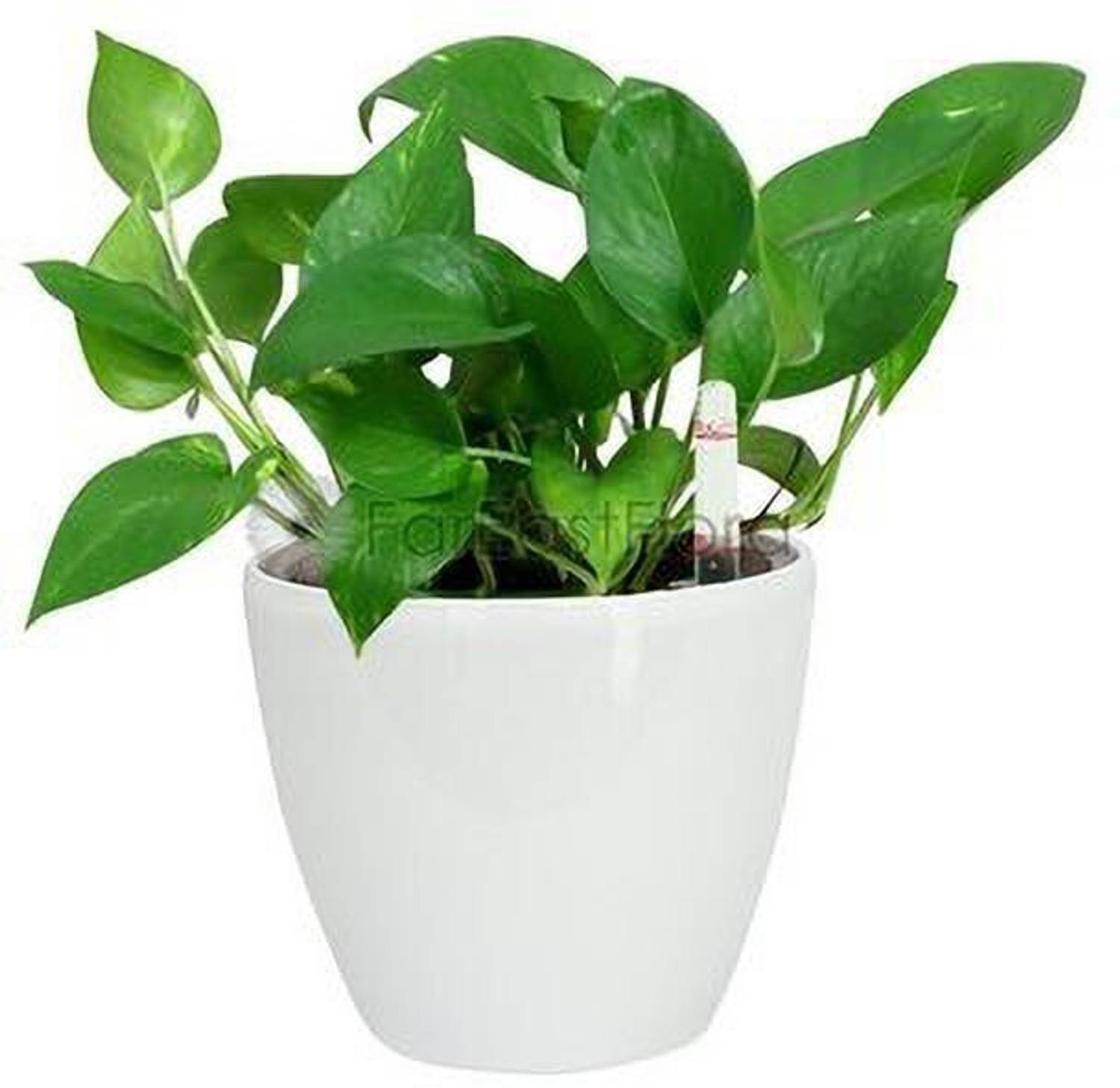 Agroo Liv Money Plant  sapling