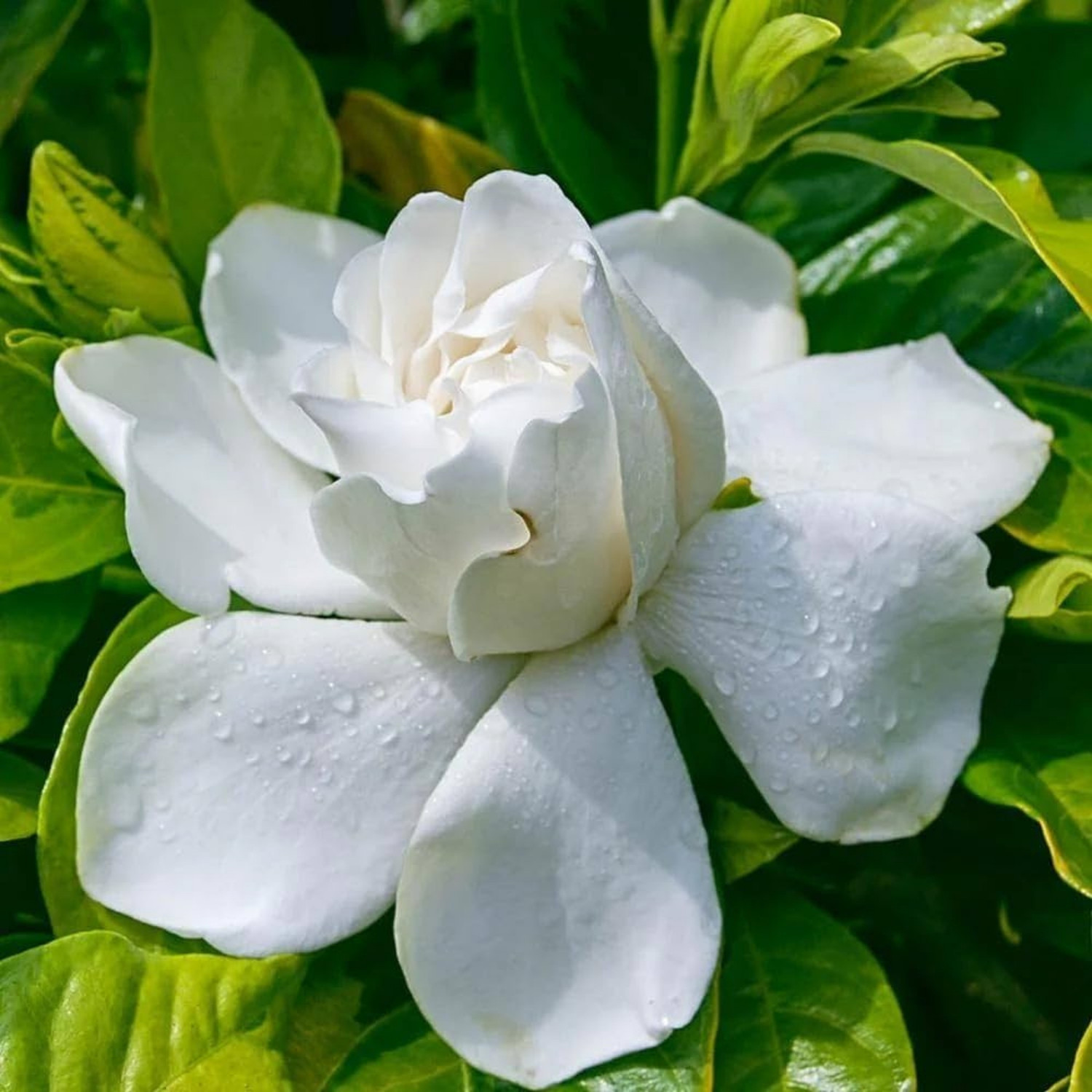 Image of GREENLEAVESSHOP Jasmine Plant sapling