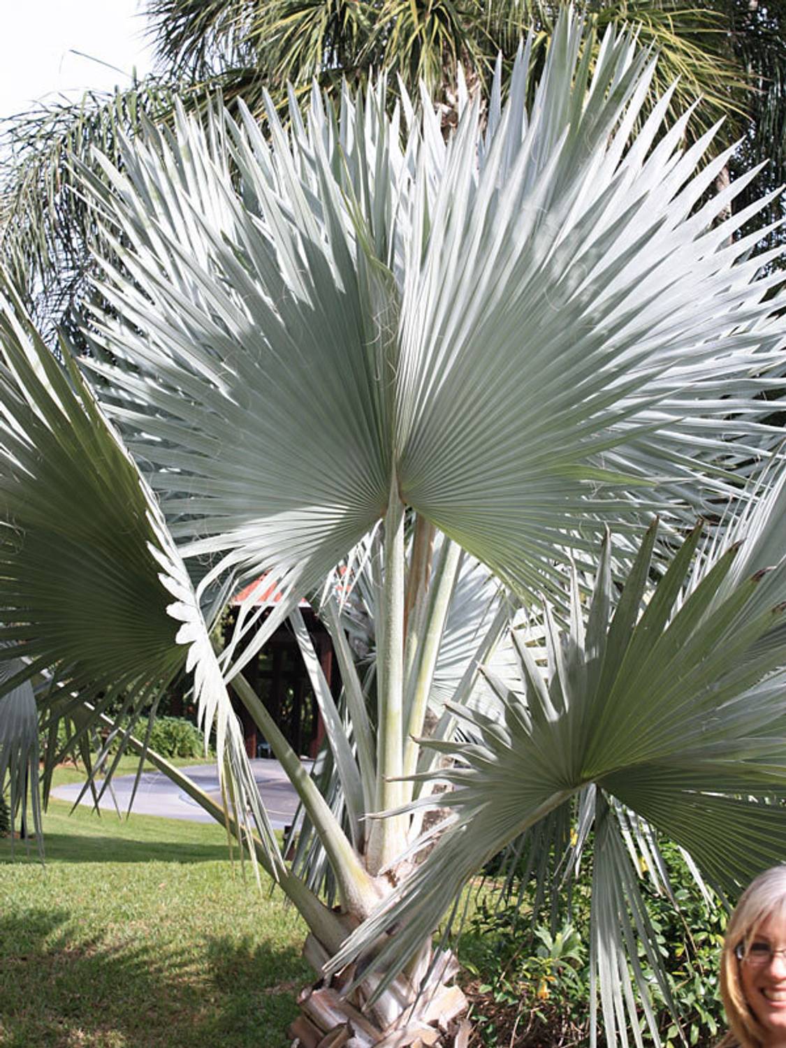 ANUSHKA GREEN BLISS Latania Palm Plant  sapling