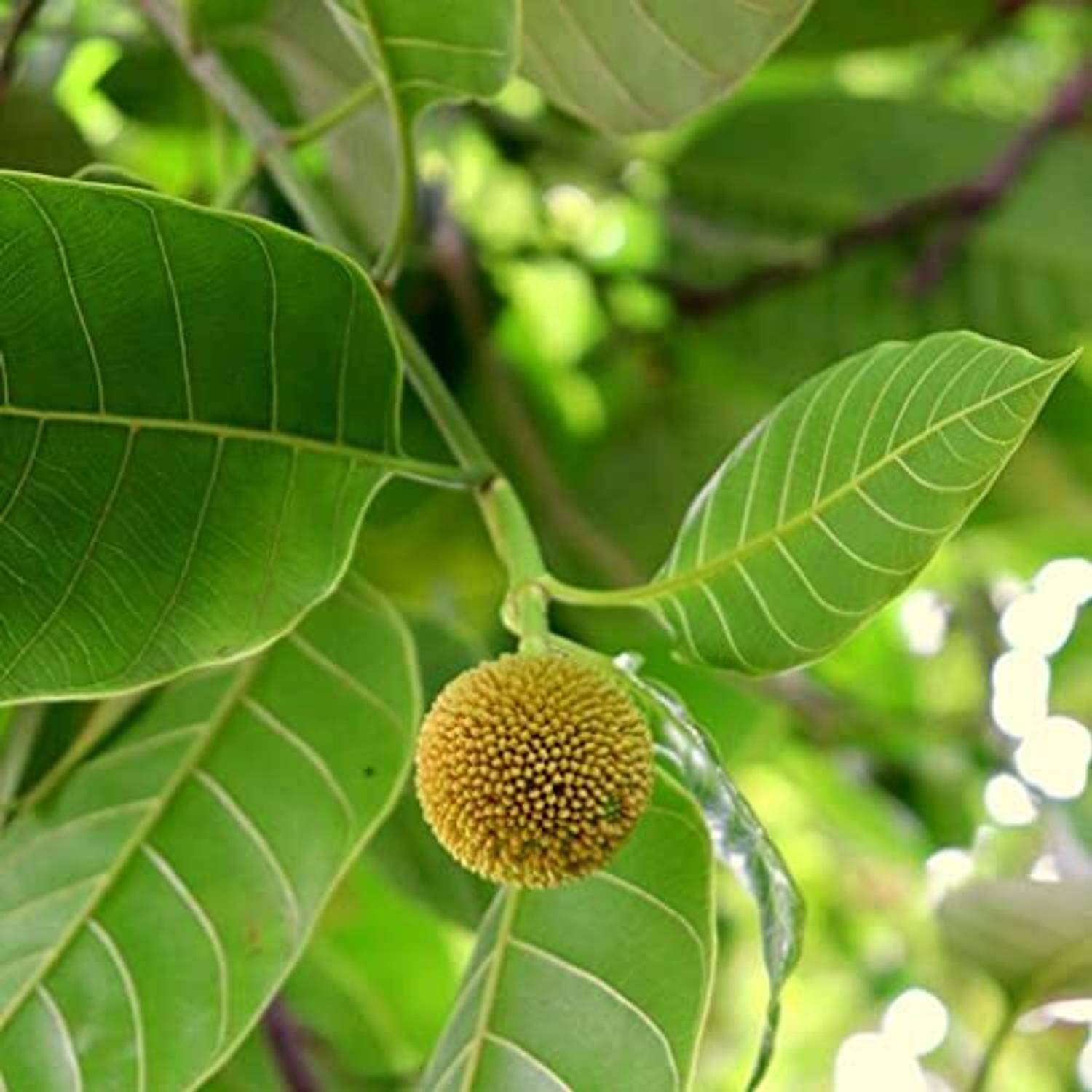 ABEFARIYA Kadam Plant sapling