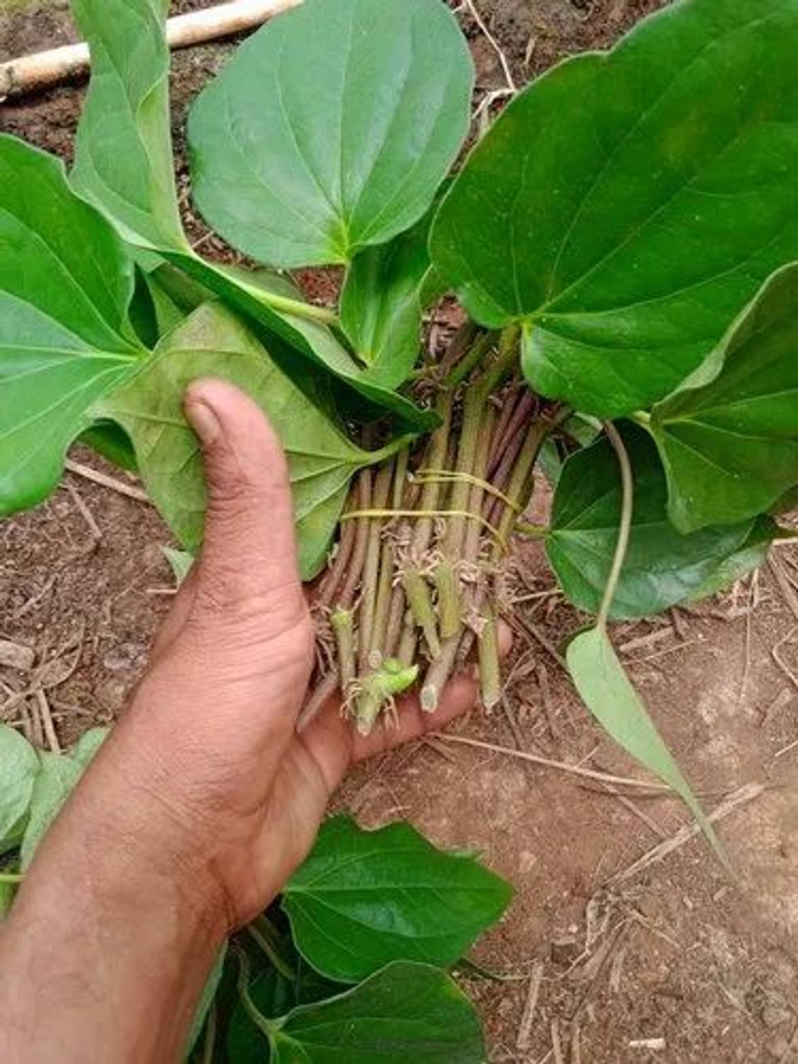 AquinnahGaden Betal Leaf Plant sapling