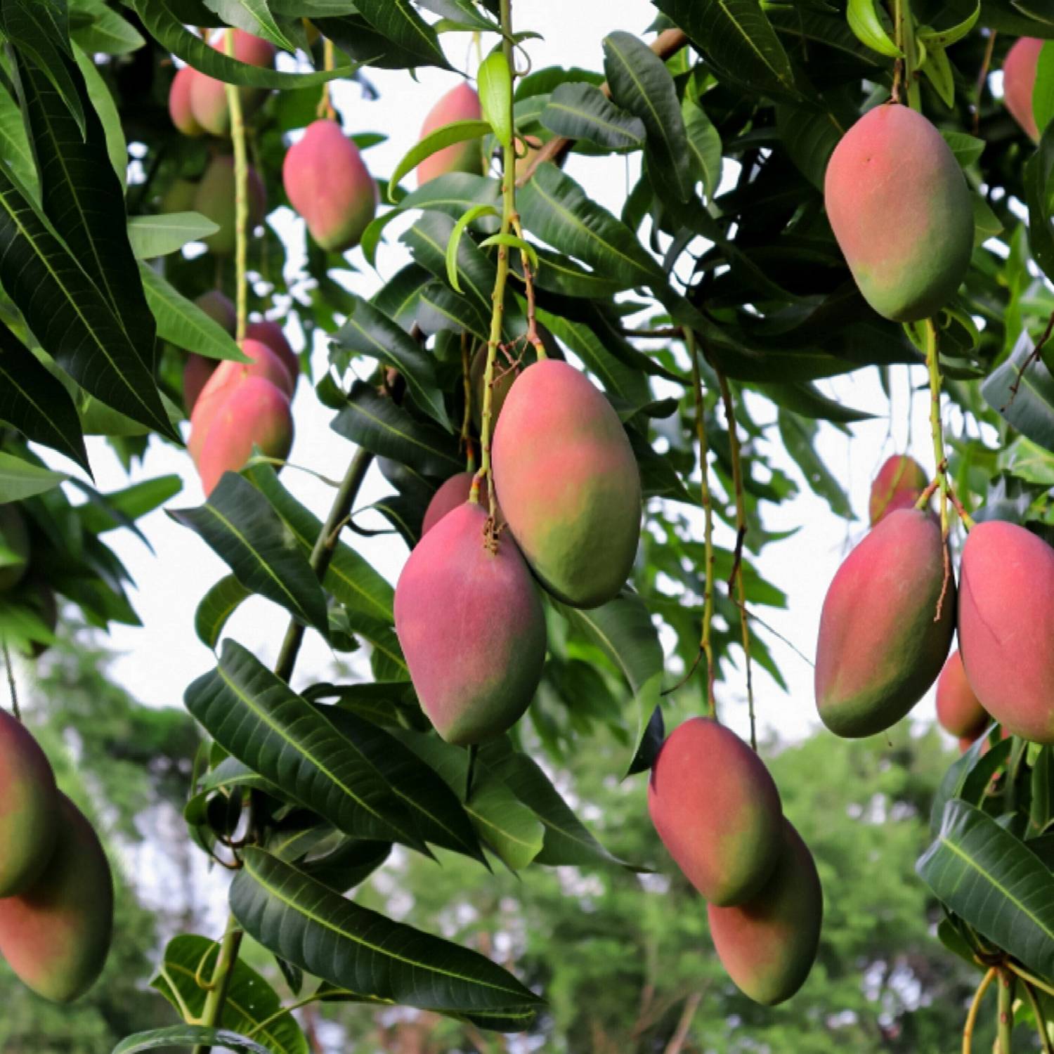 alphonso Mango Plant sapling
