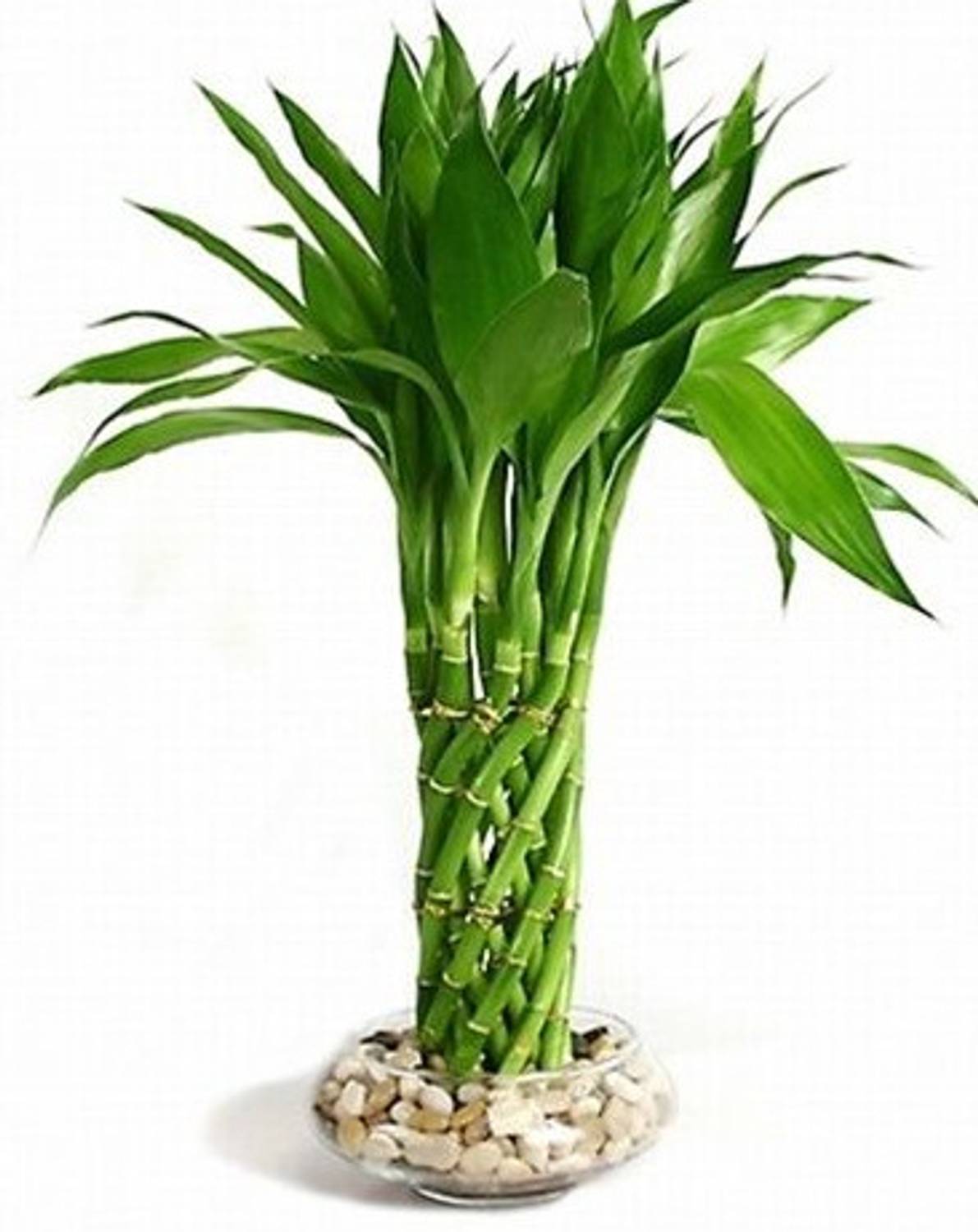 alphonso Mango Plant sapling