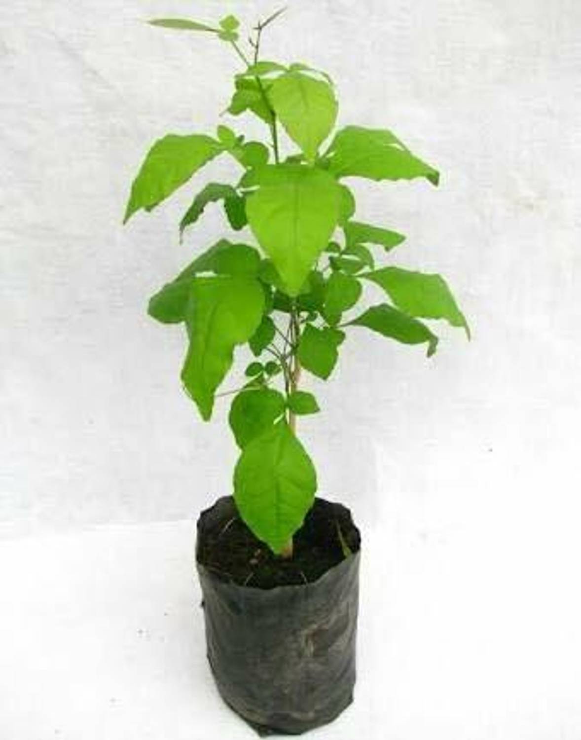 Agroholic Traders Bel Plant sapling