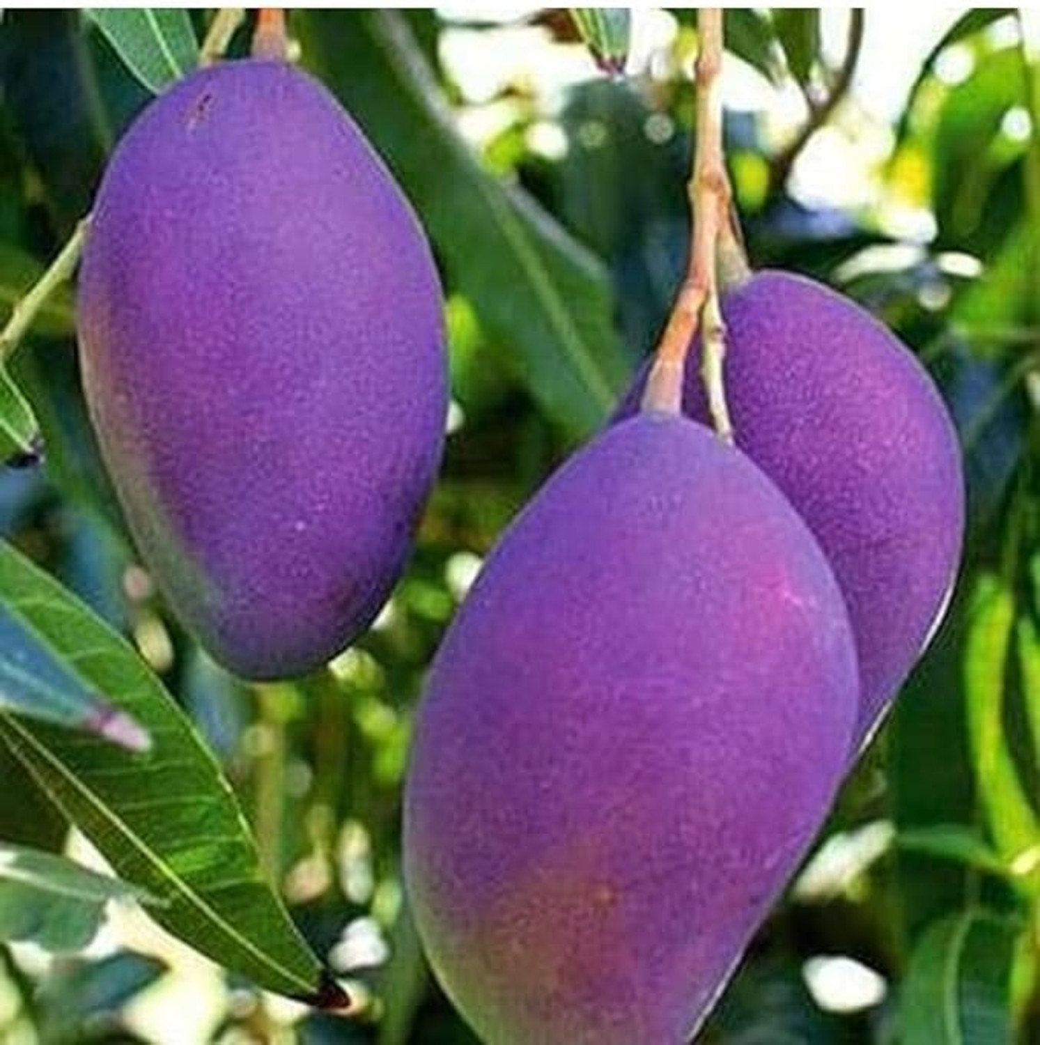 Image of Miyazaki Mango Plant sapling